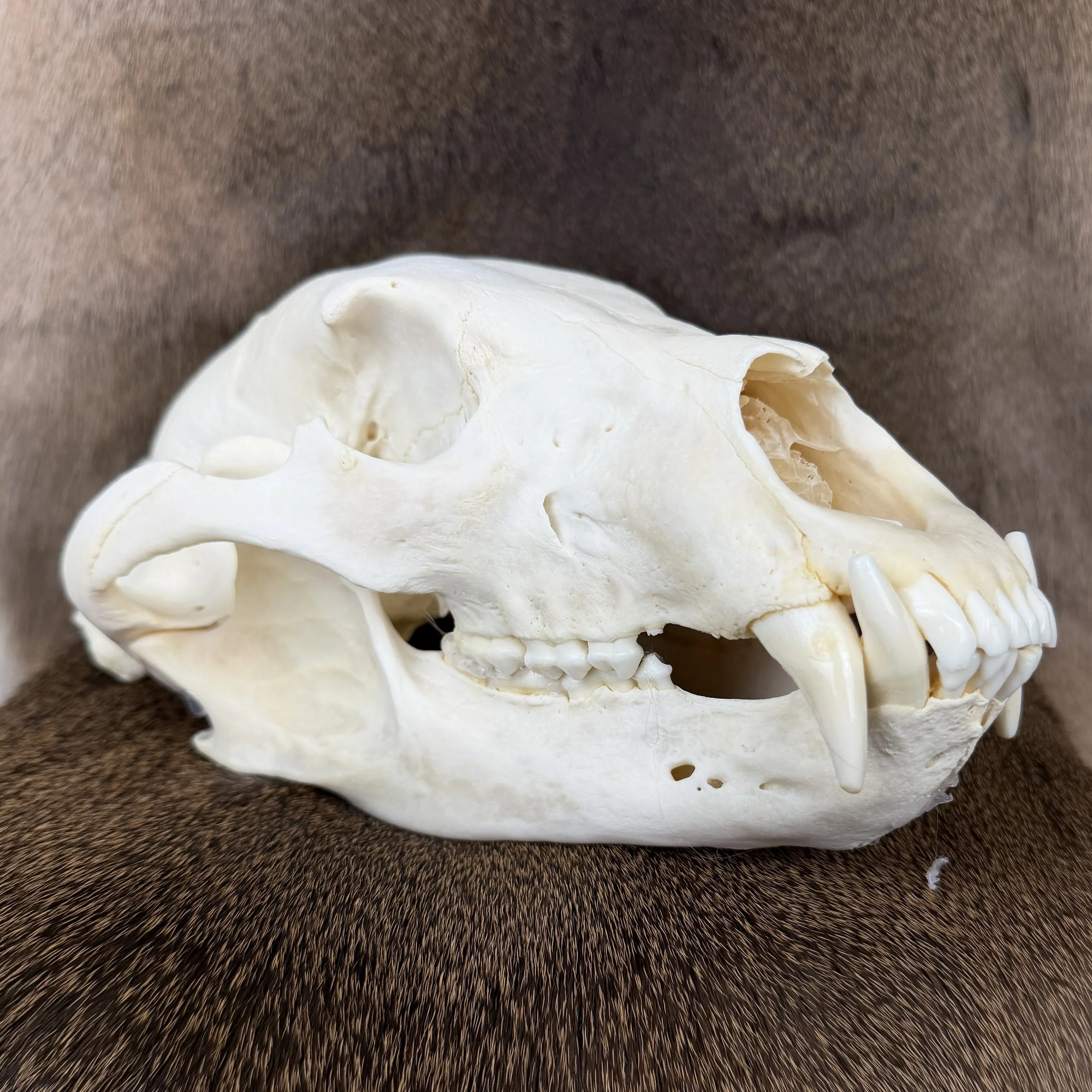 black bear skull