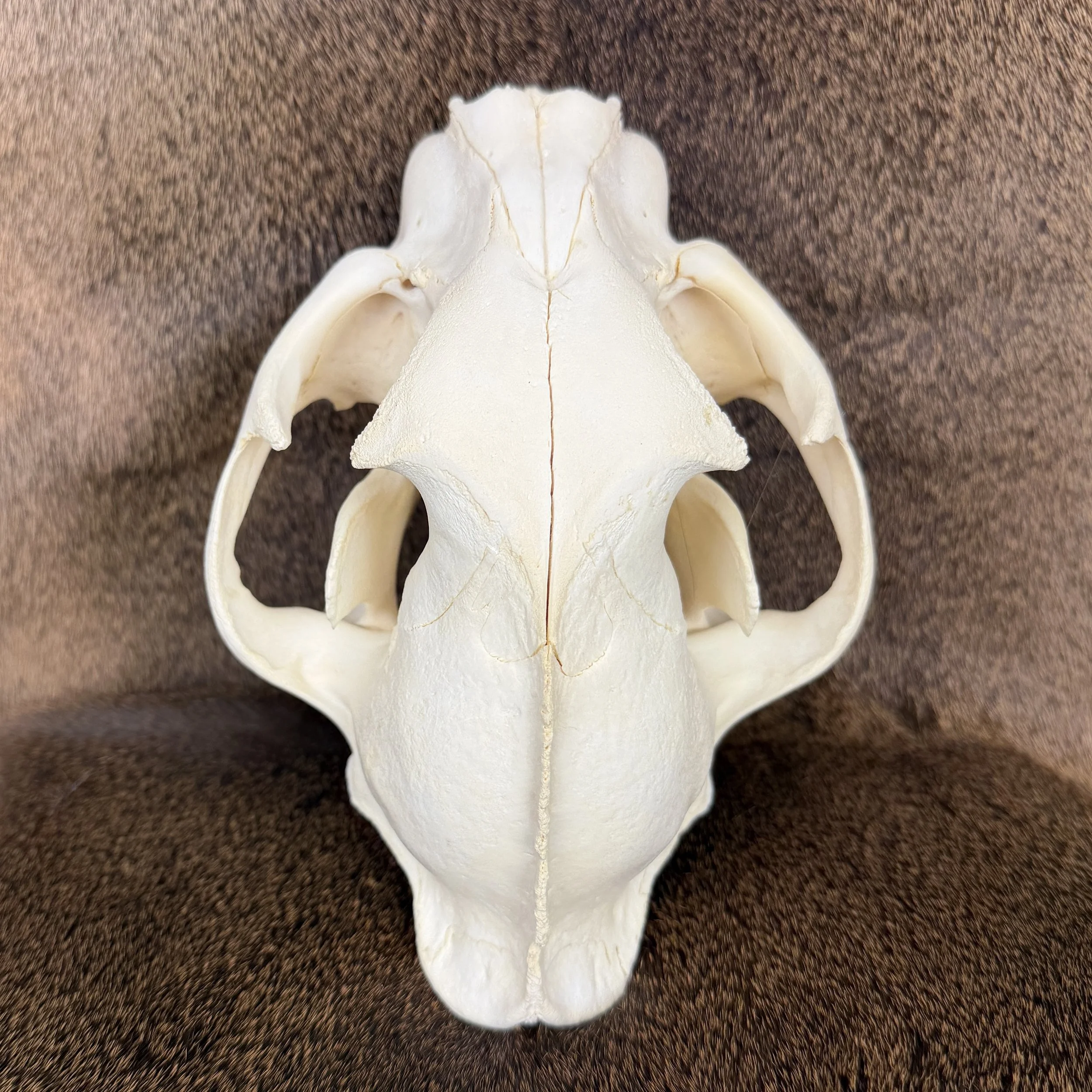 cougar skull