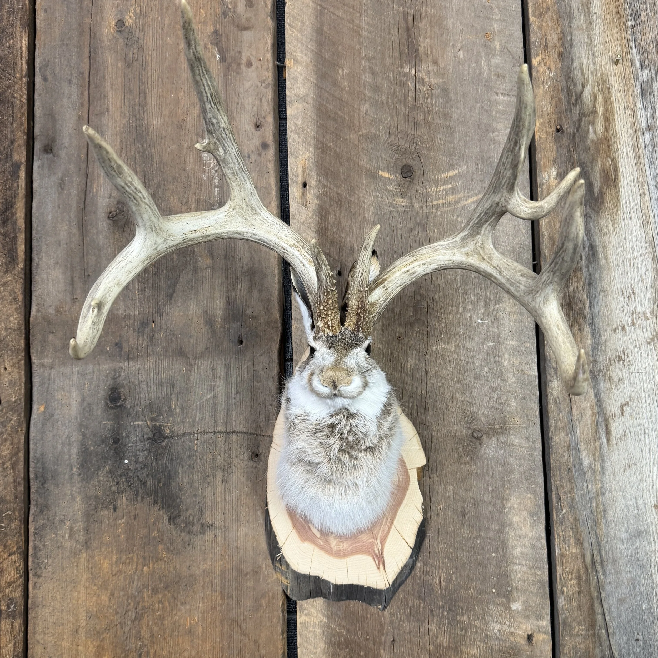 Jackalope Mount SQ1538