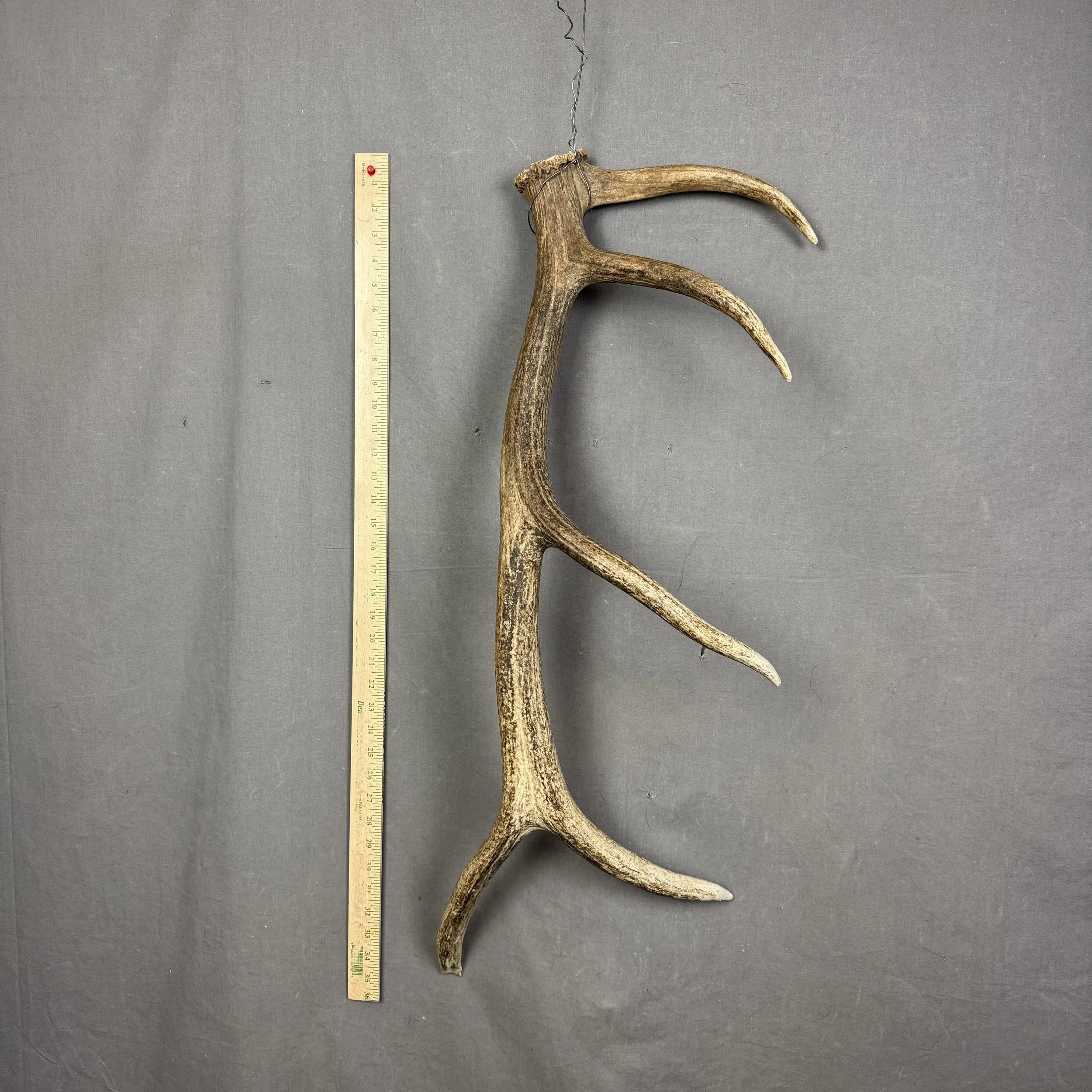 Elk Antler
