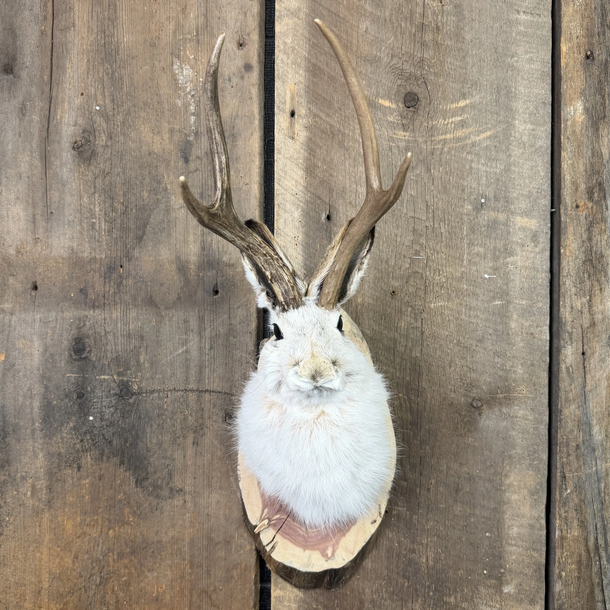 jackalope mount