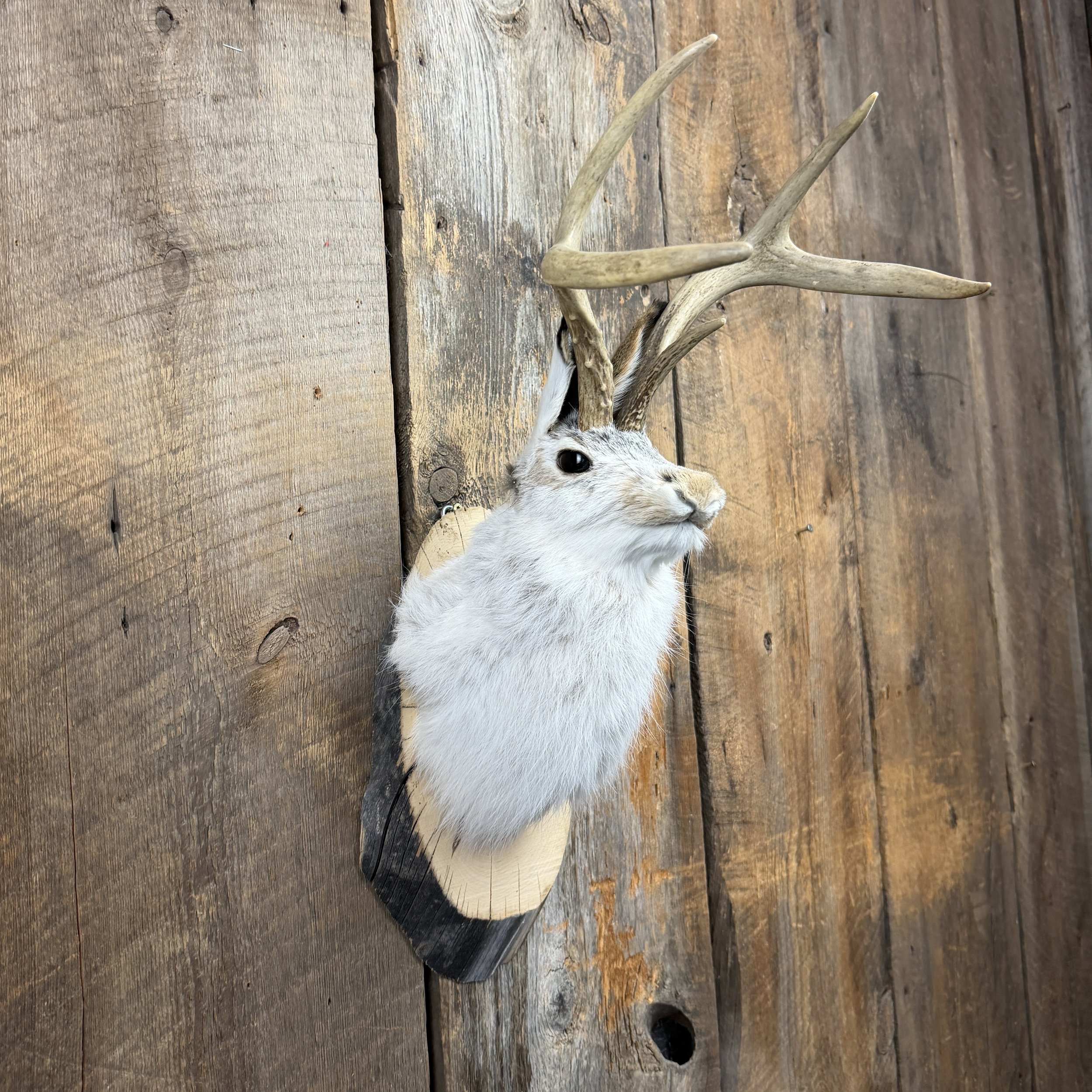 jackalope mount