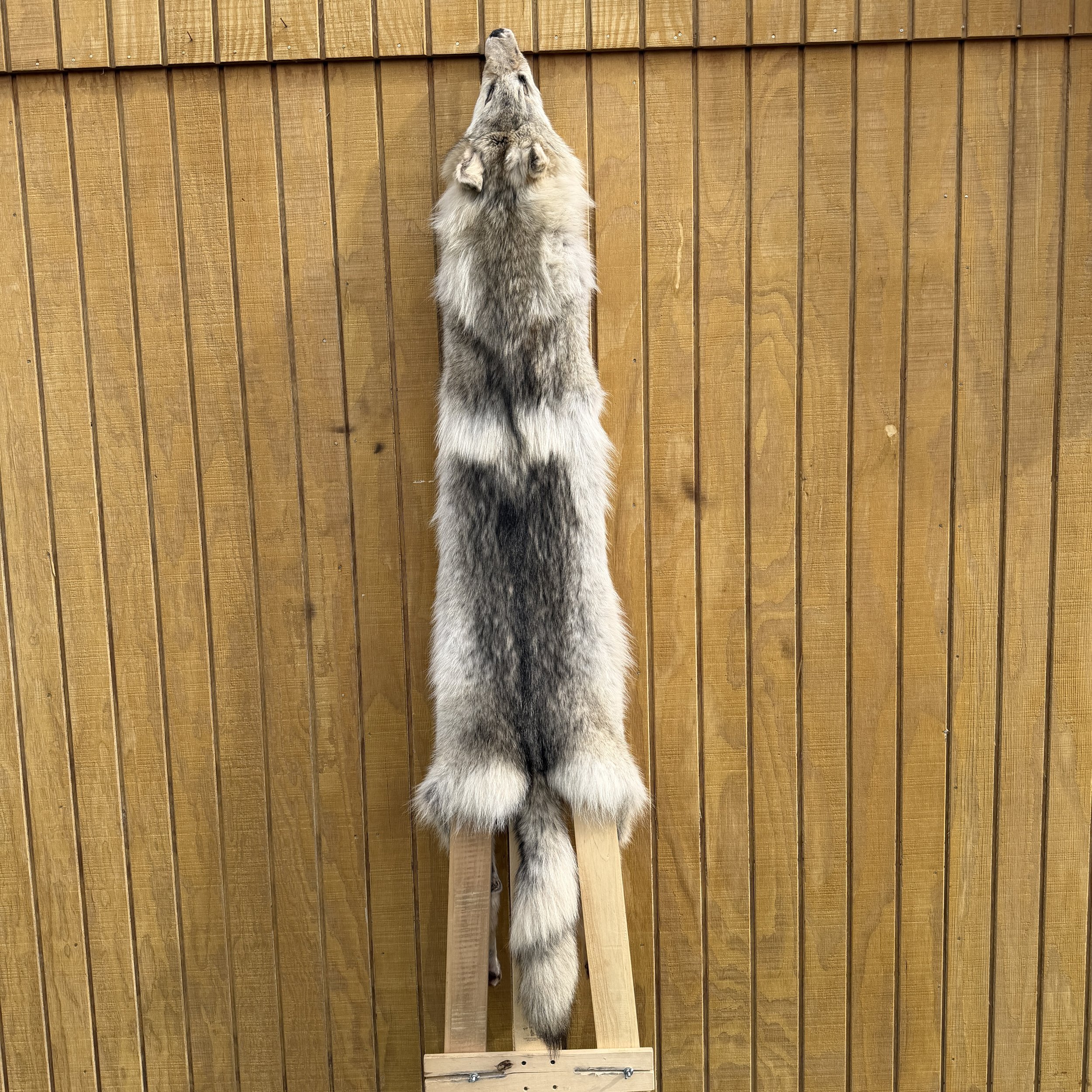 Timber Wolf Hide SQ4813p33