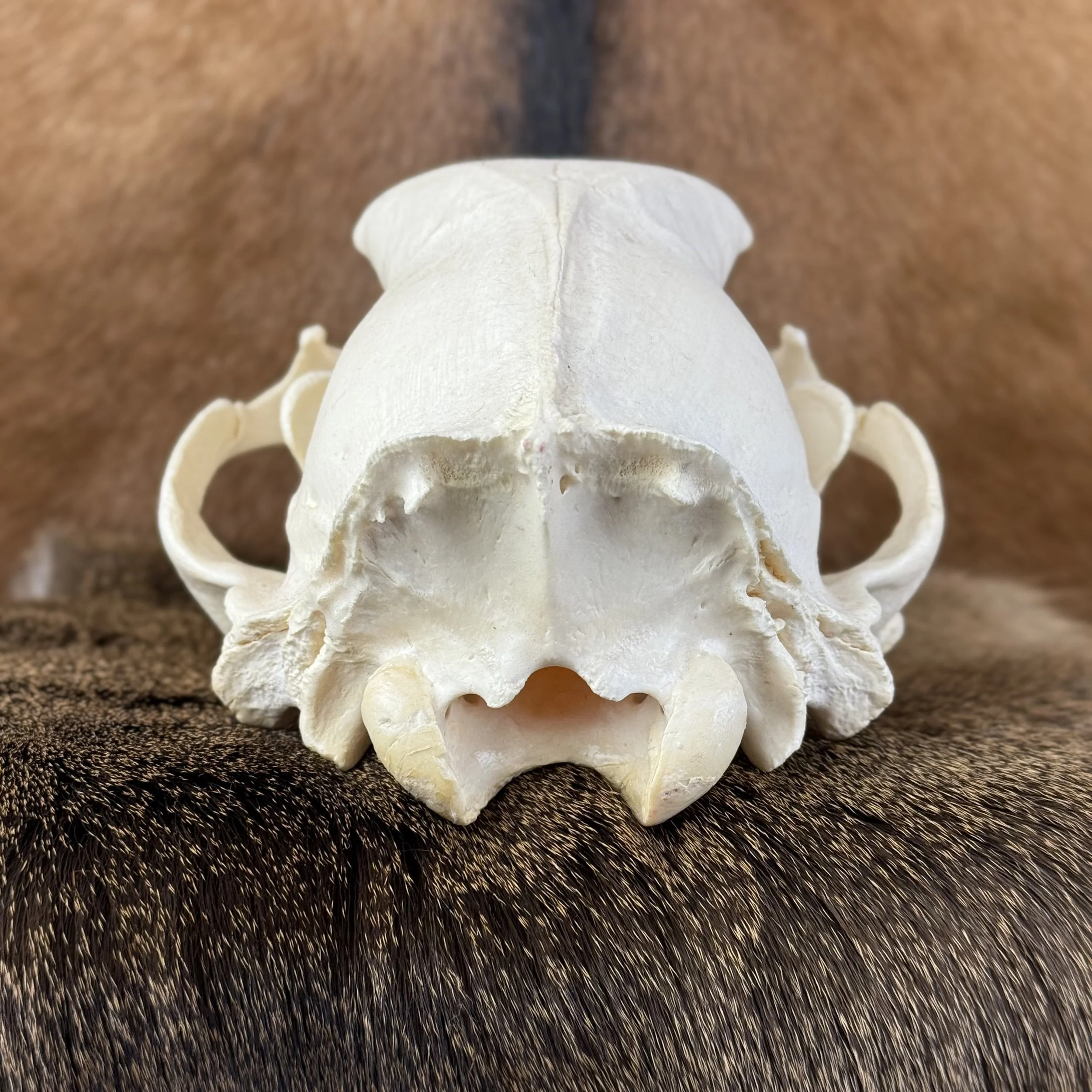 Black Bear Skull