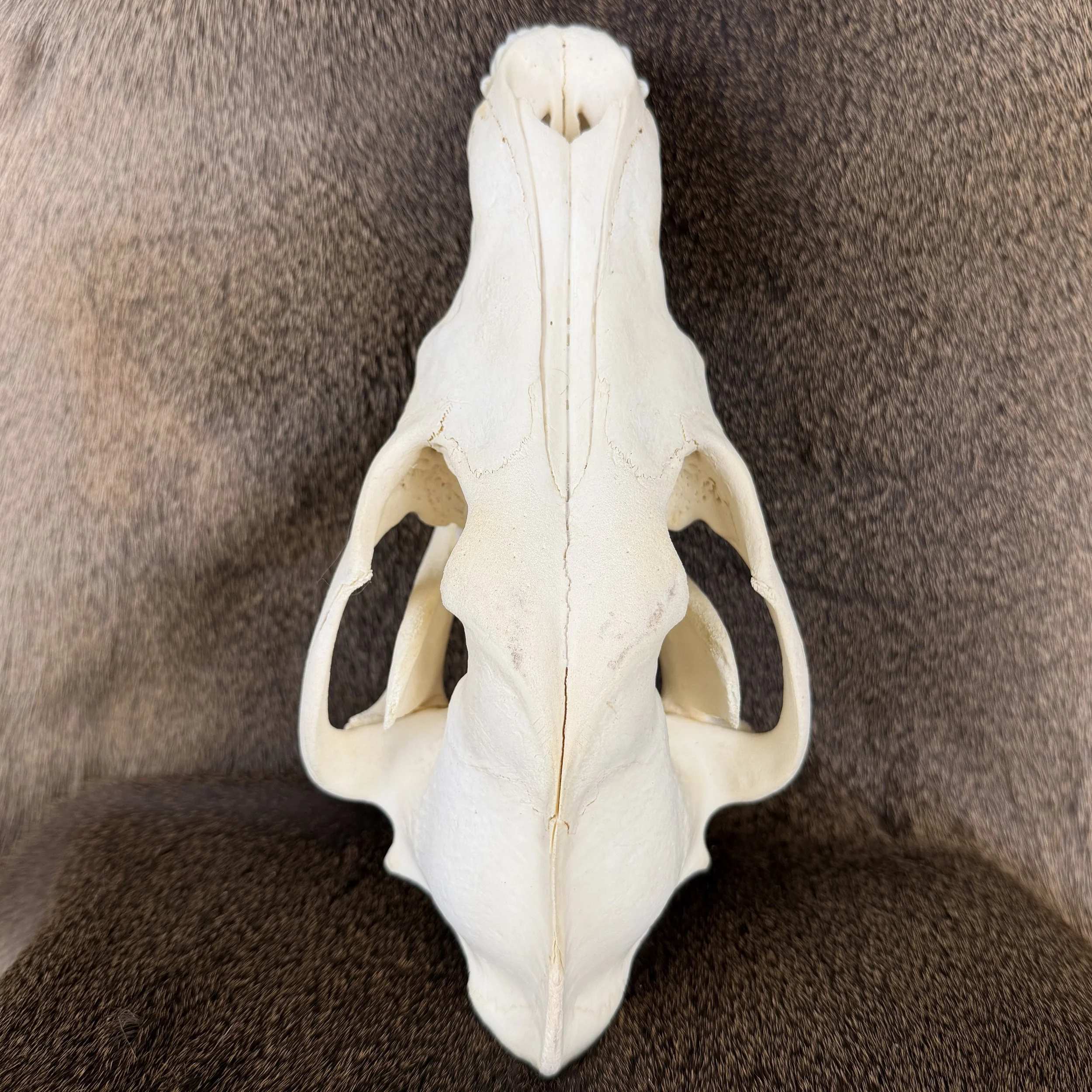 wolf bone