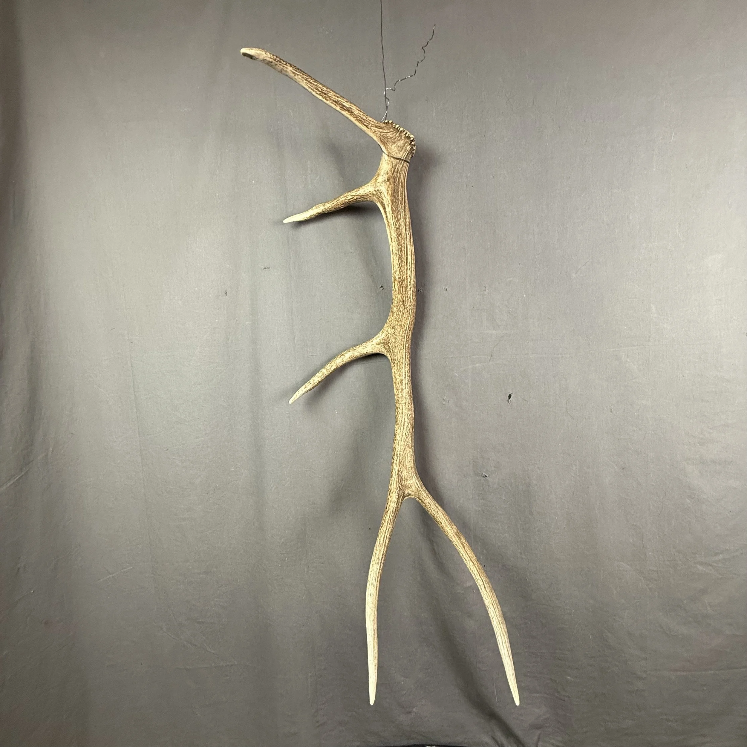Elk Antler #31