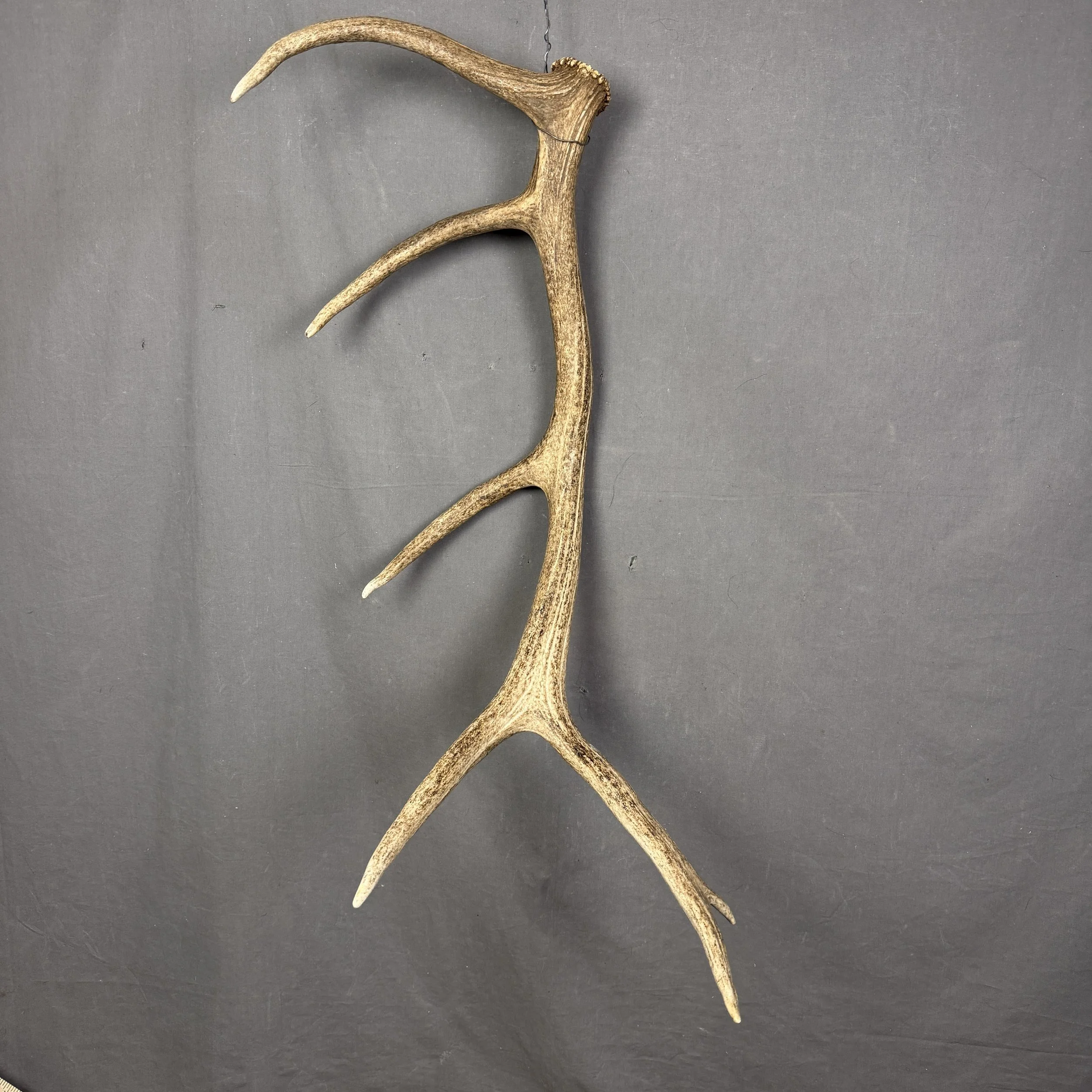 Elk Antler #25