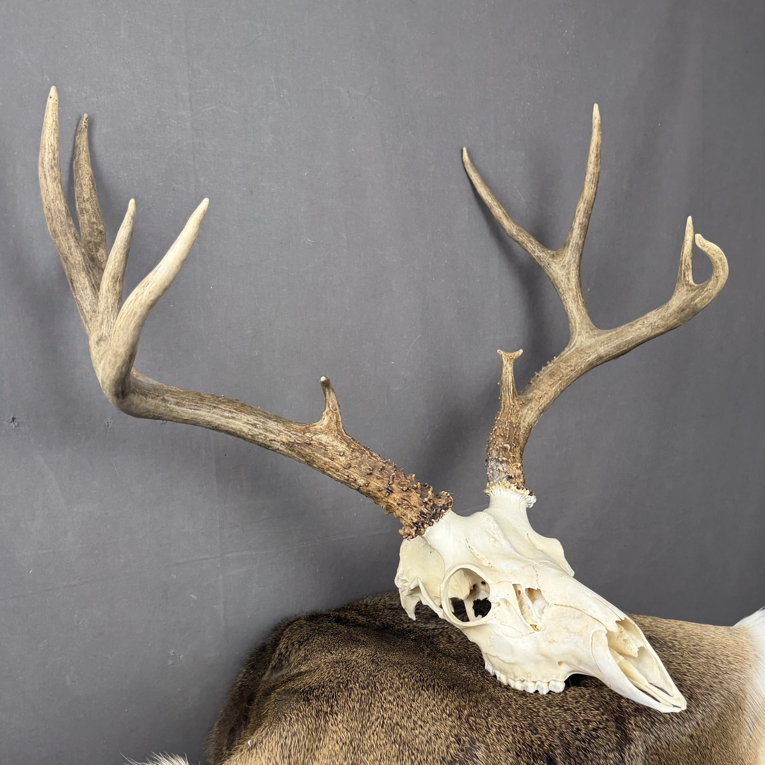Mule Deer Skull
