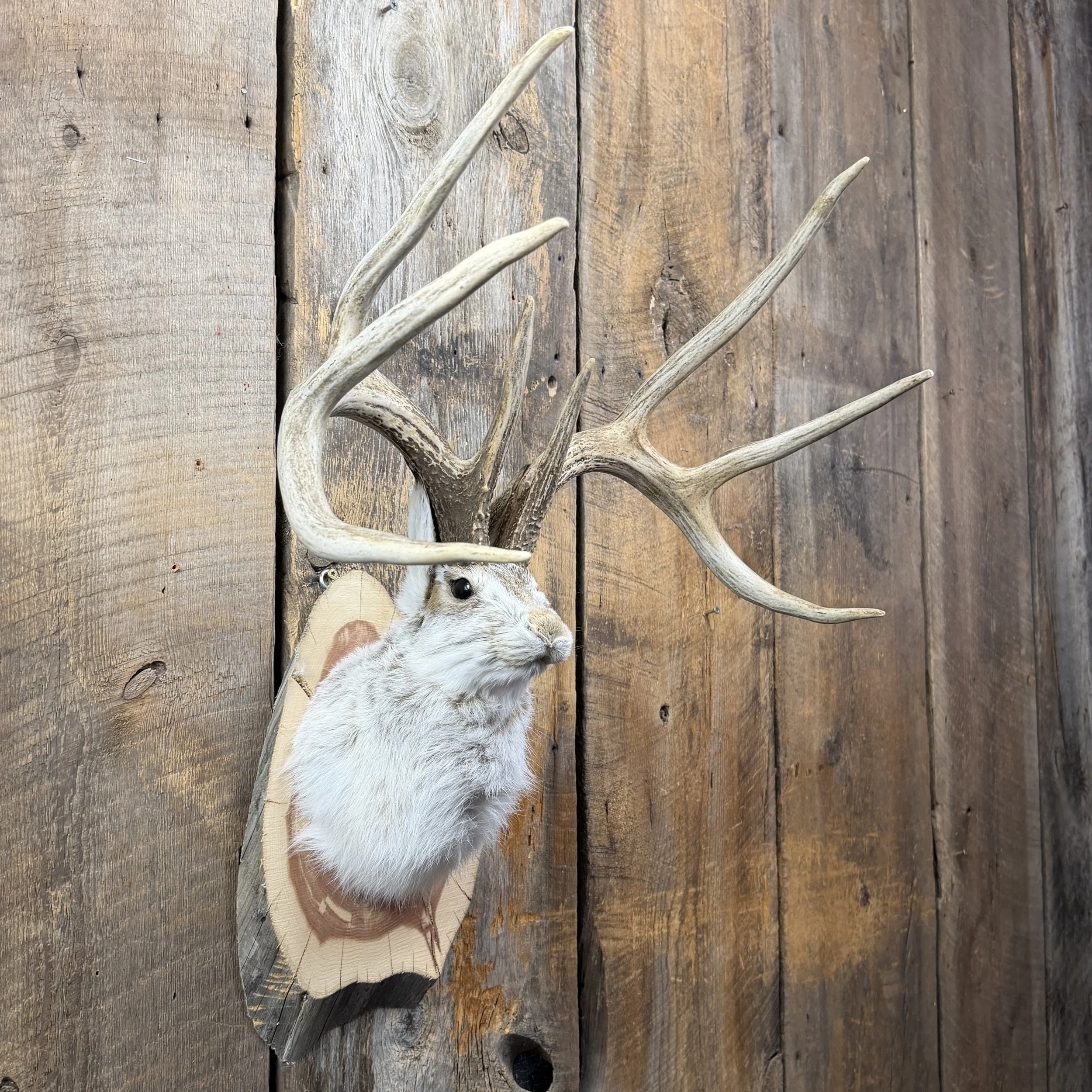 jackalope mount