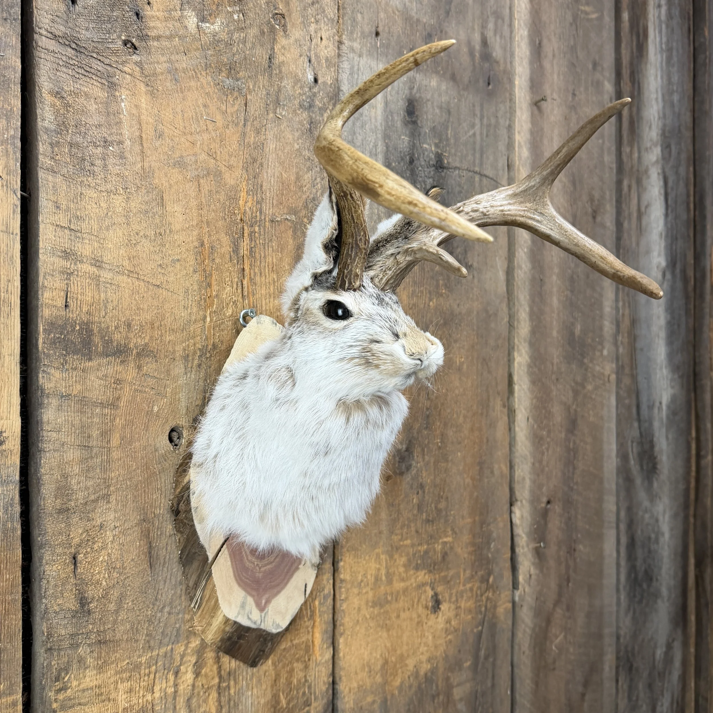 jackalope mount