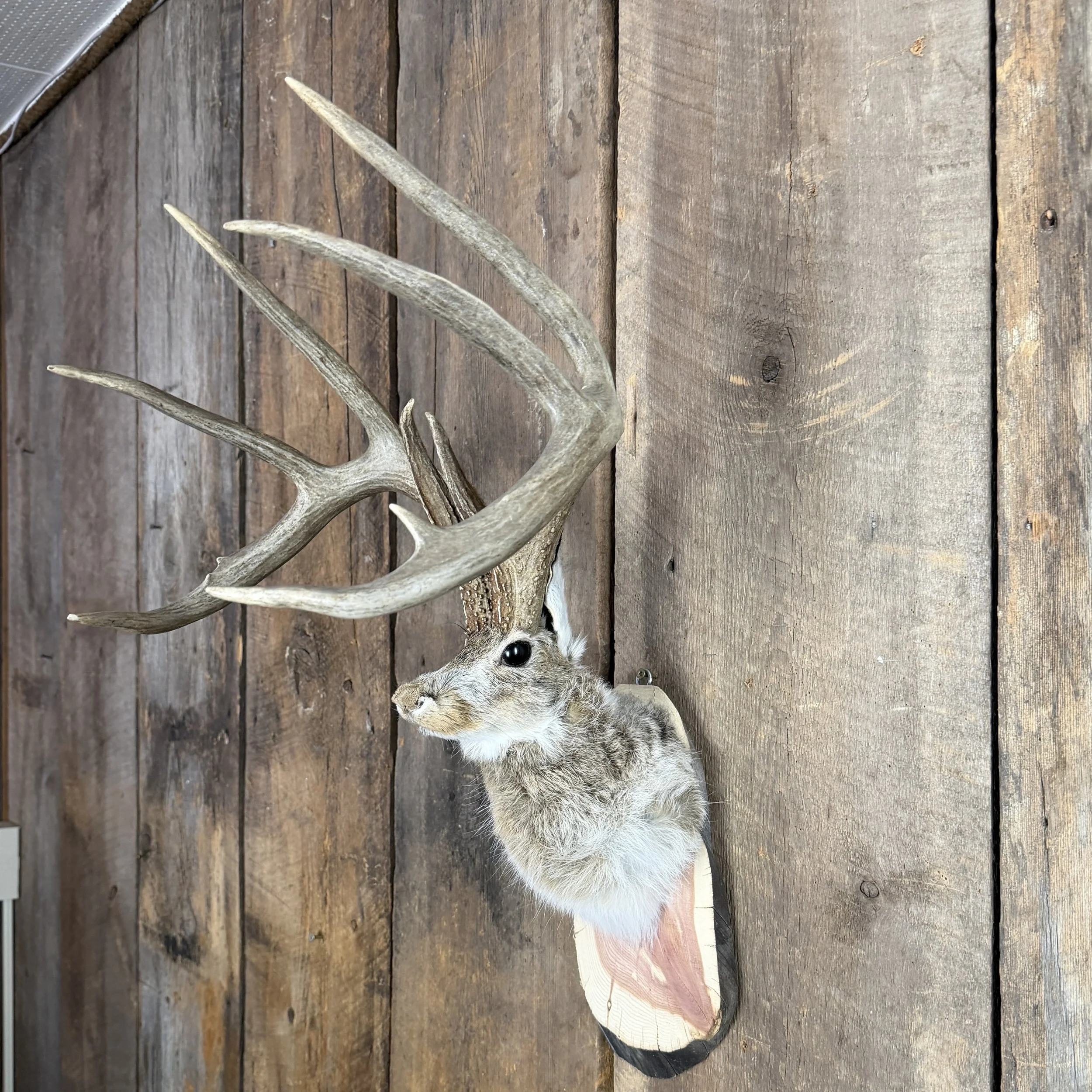 jackalope mount