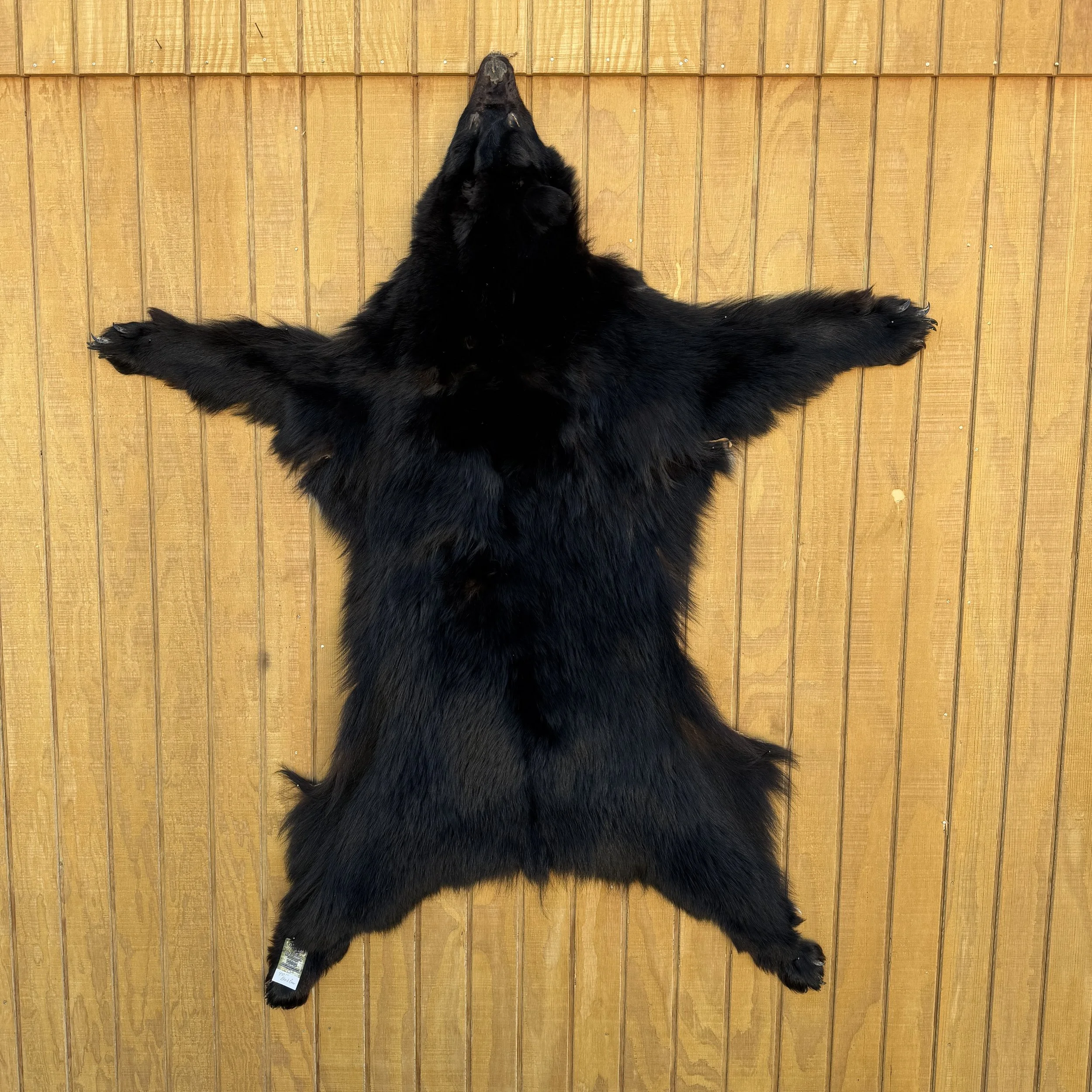 Black Bear Hide SQ0831D4