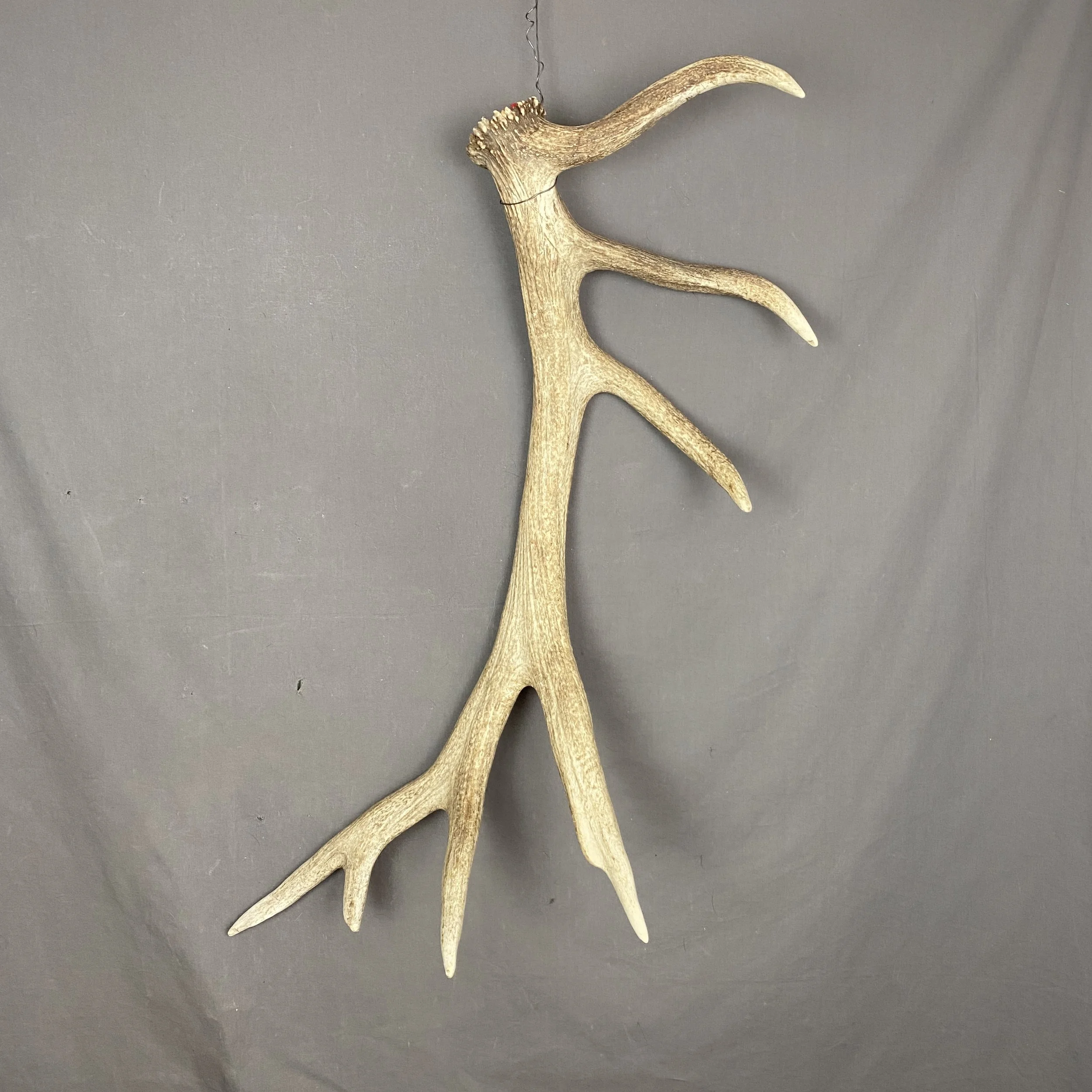 elk antler