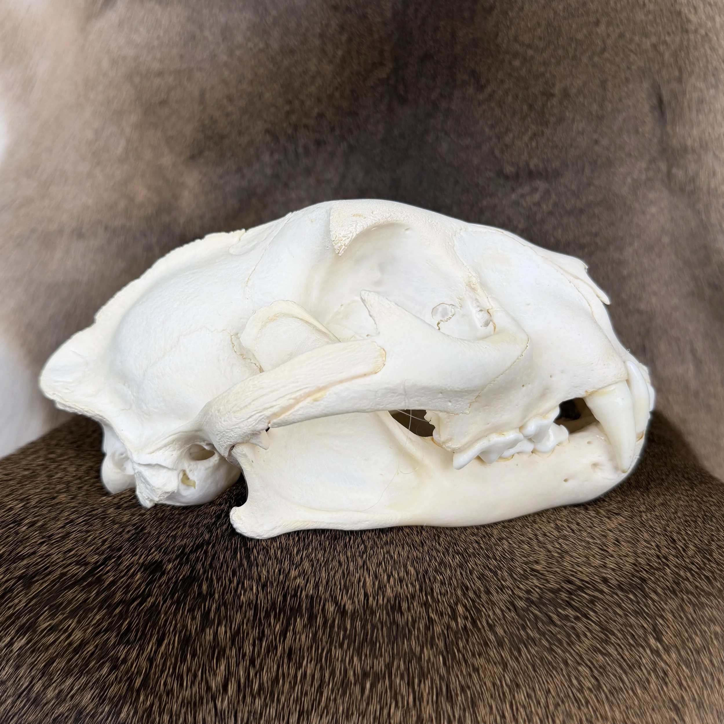 cougar skull