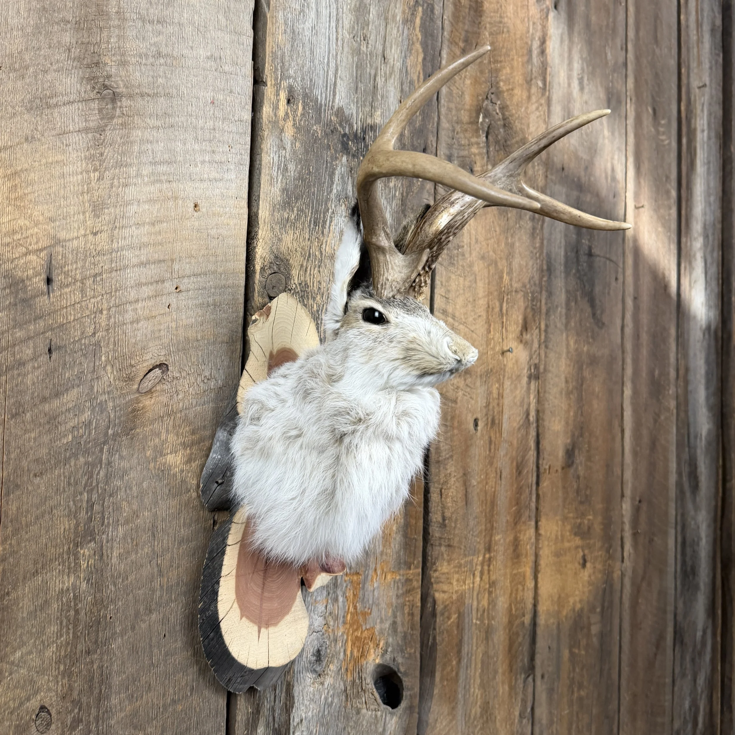 jackalope mount