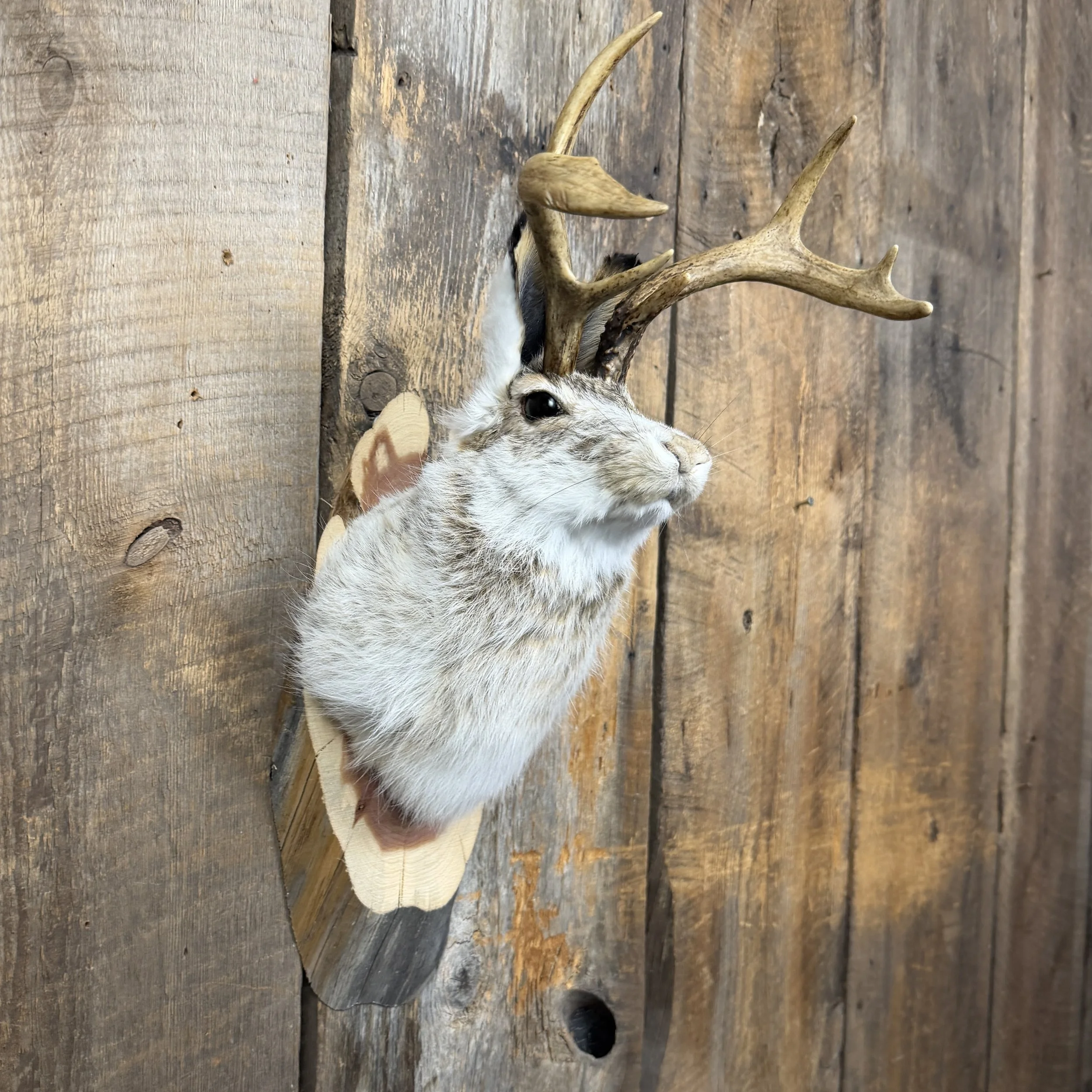 jackalope mount