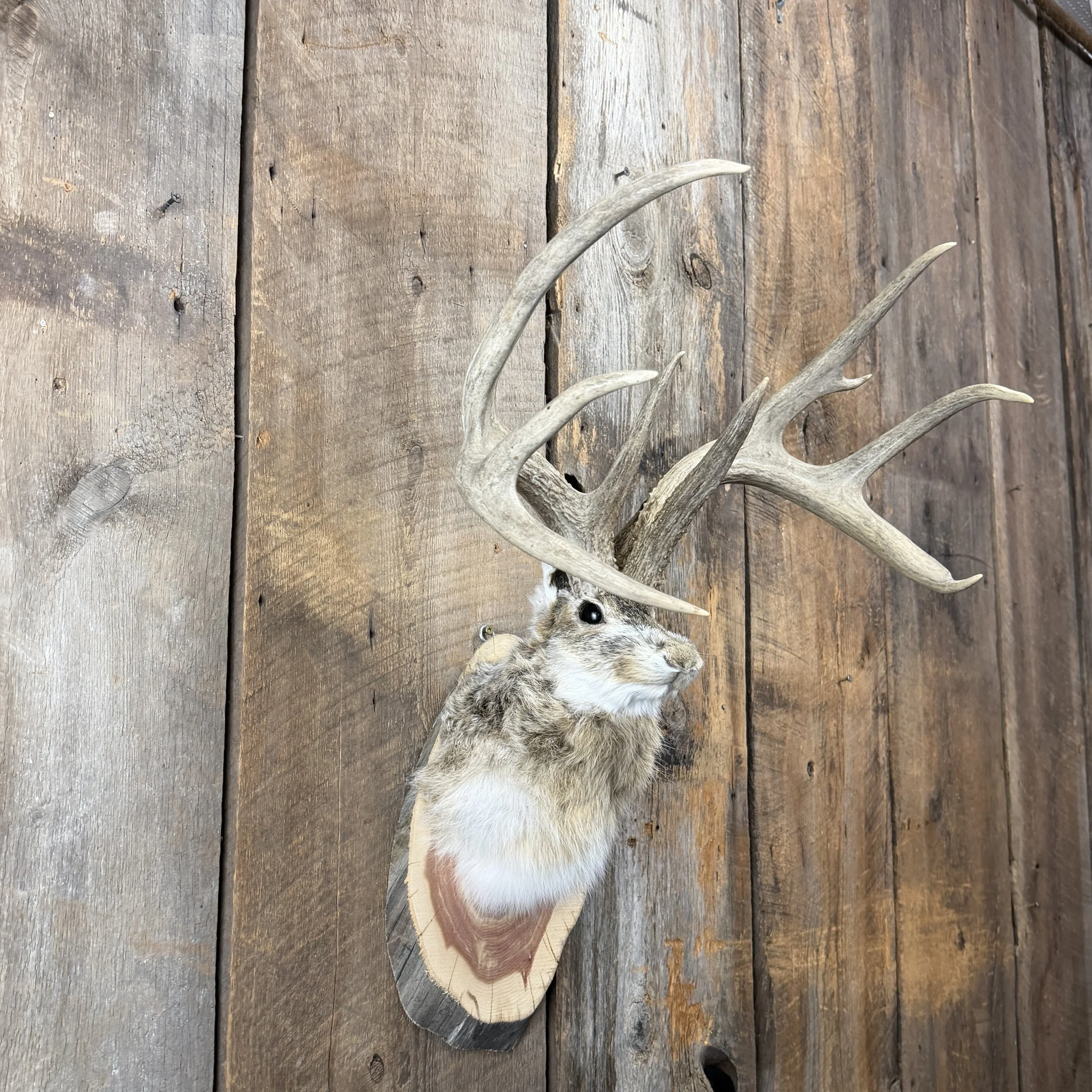 jackalope mount