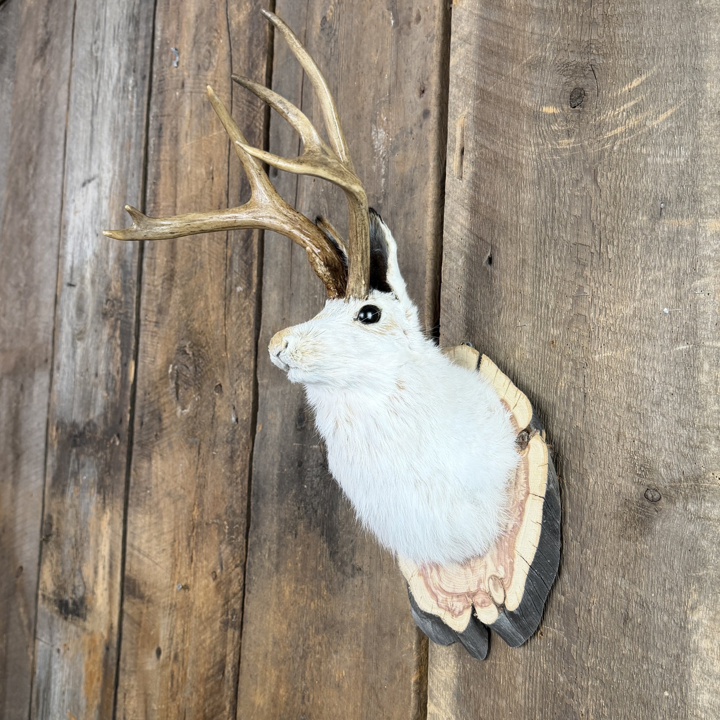 jackalope mount