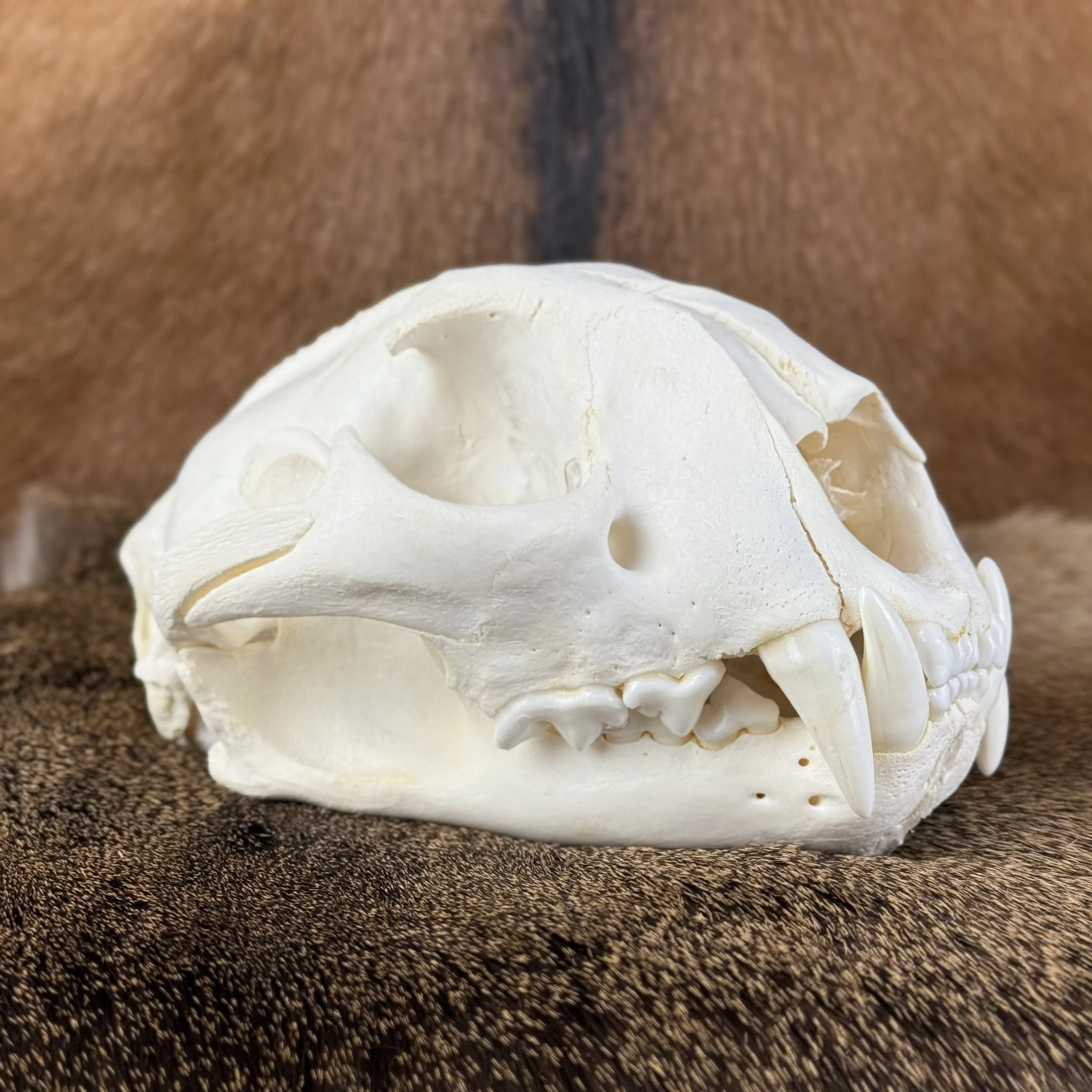 Cougar Skull SQ7087