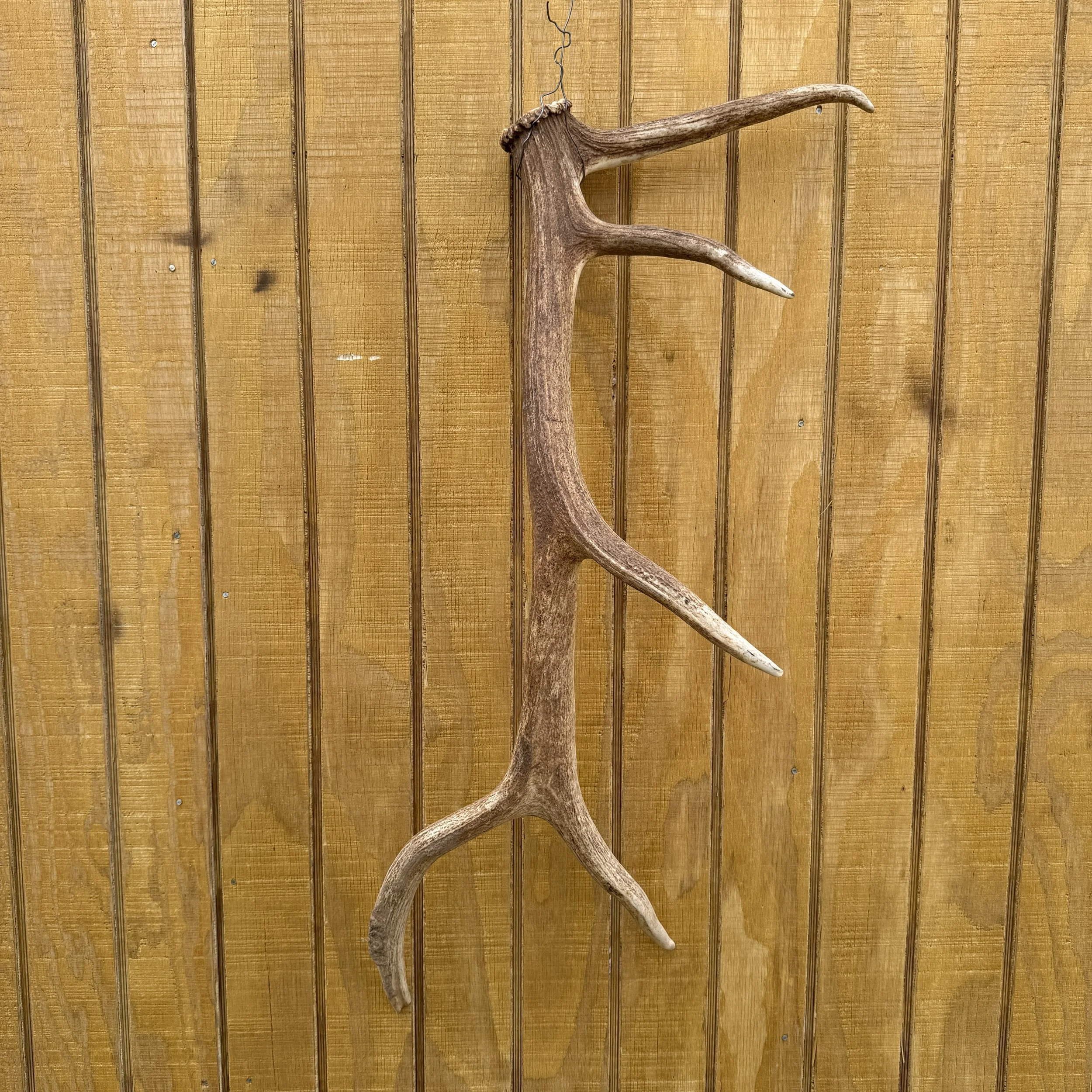 Elk Antler #13