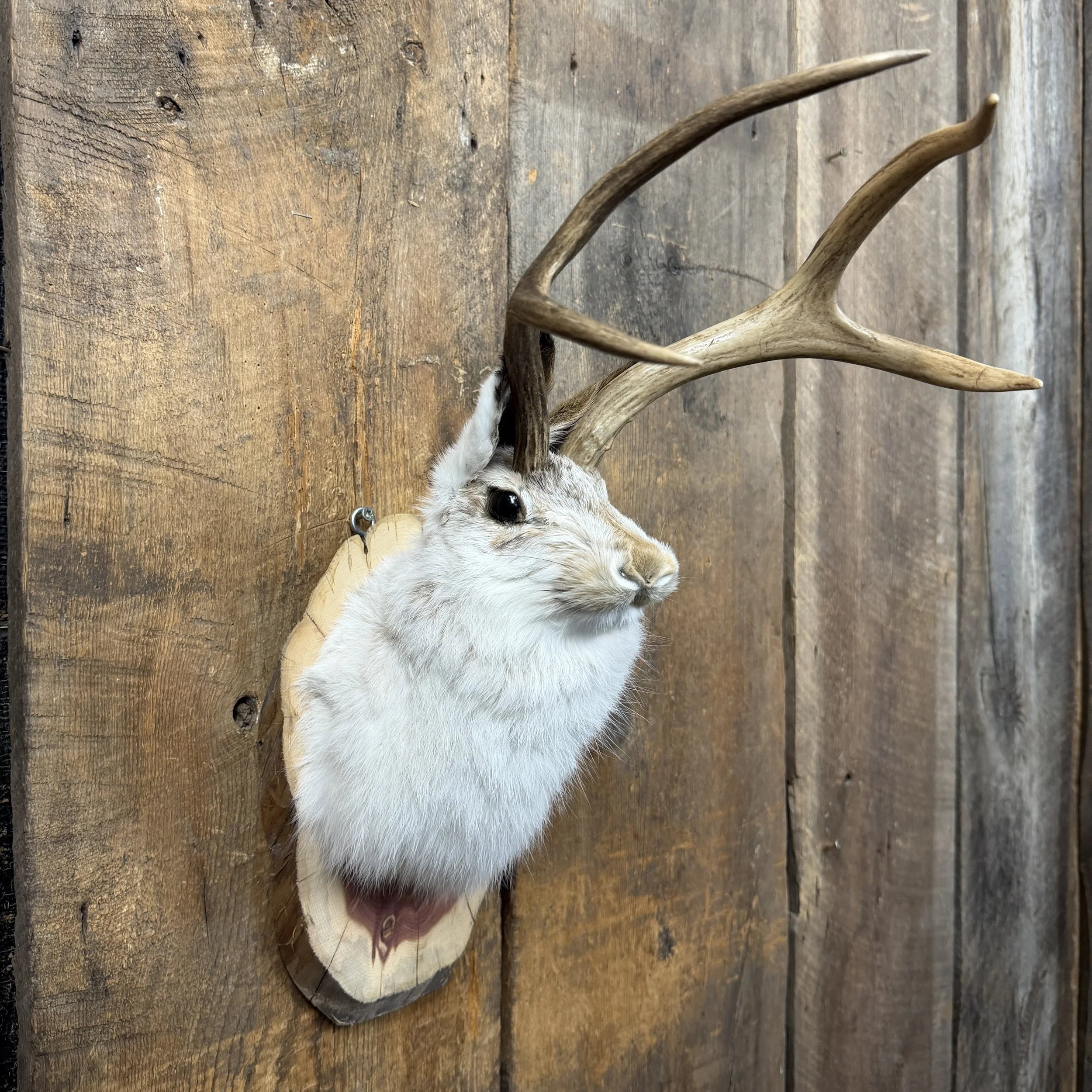 jackalope mount