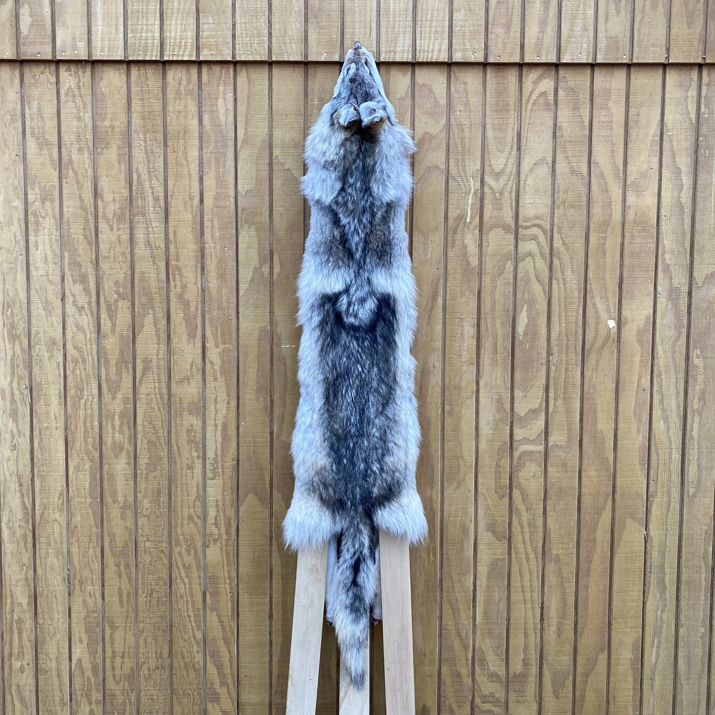 wolf hide