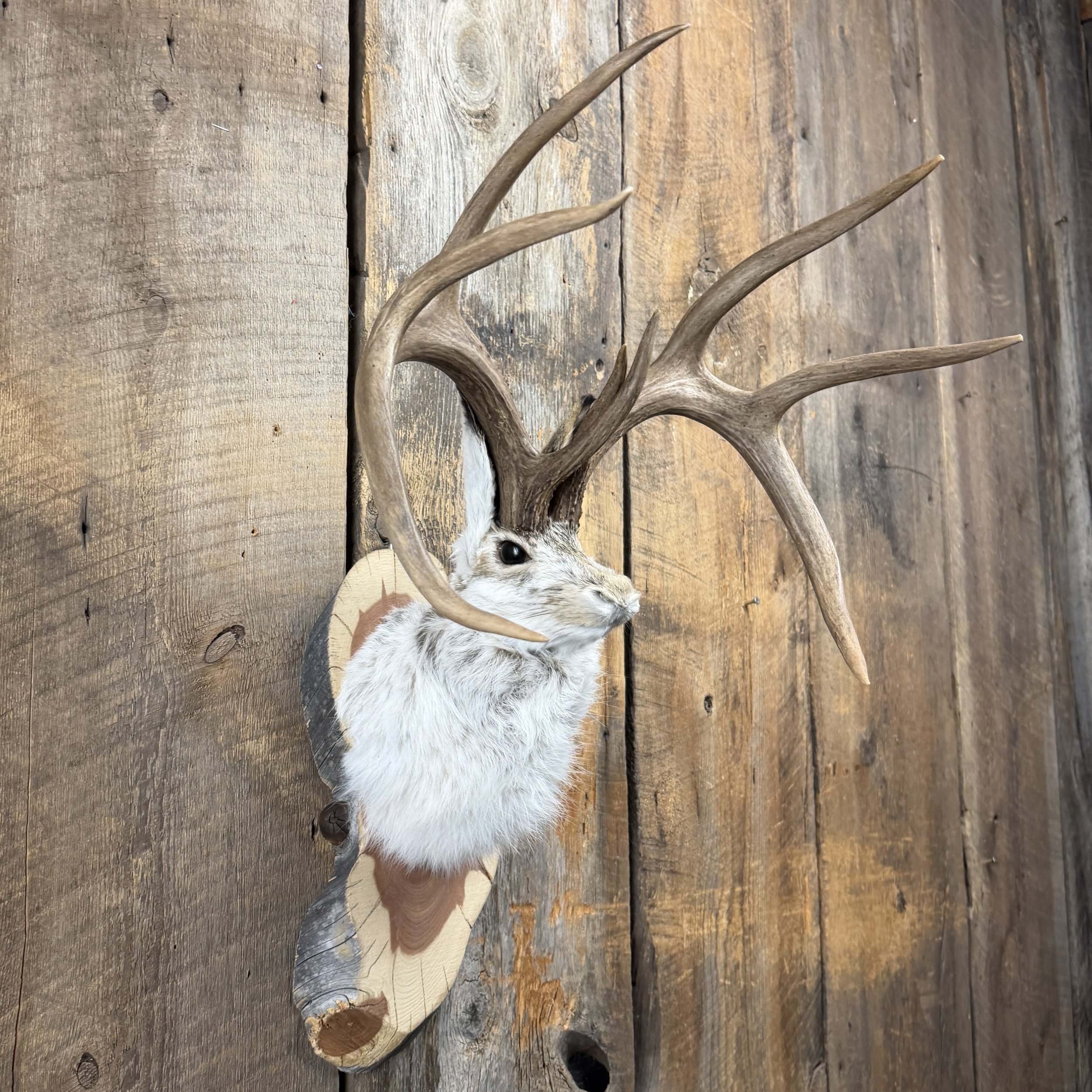 jackalope mount