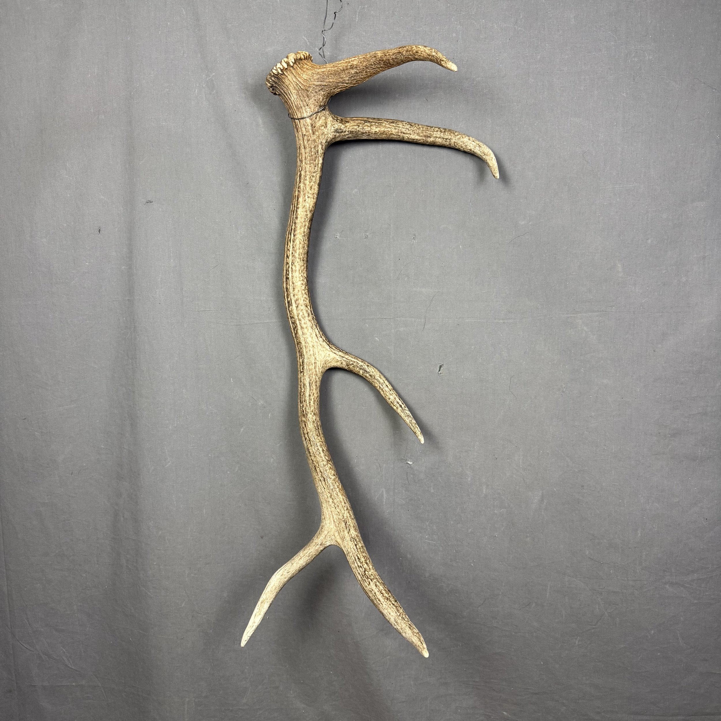 Elk Antler