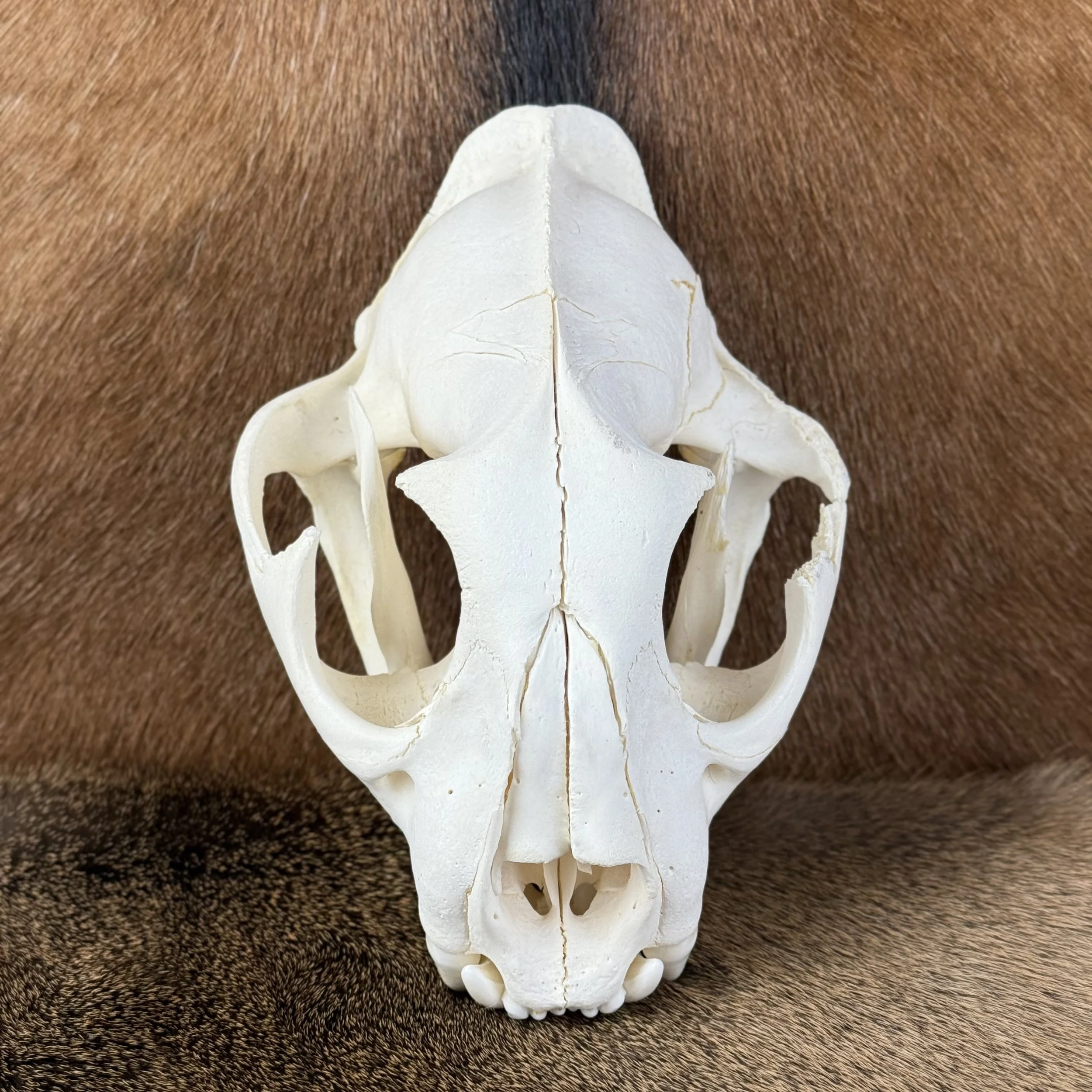 Cougar Skull
