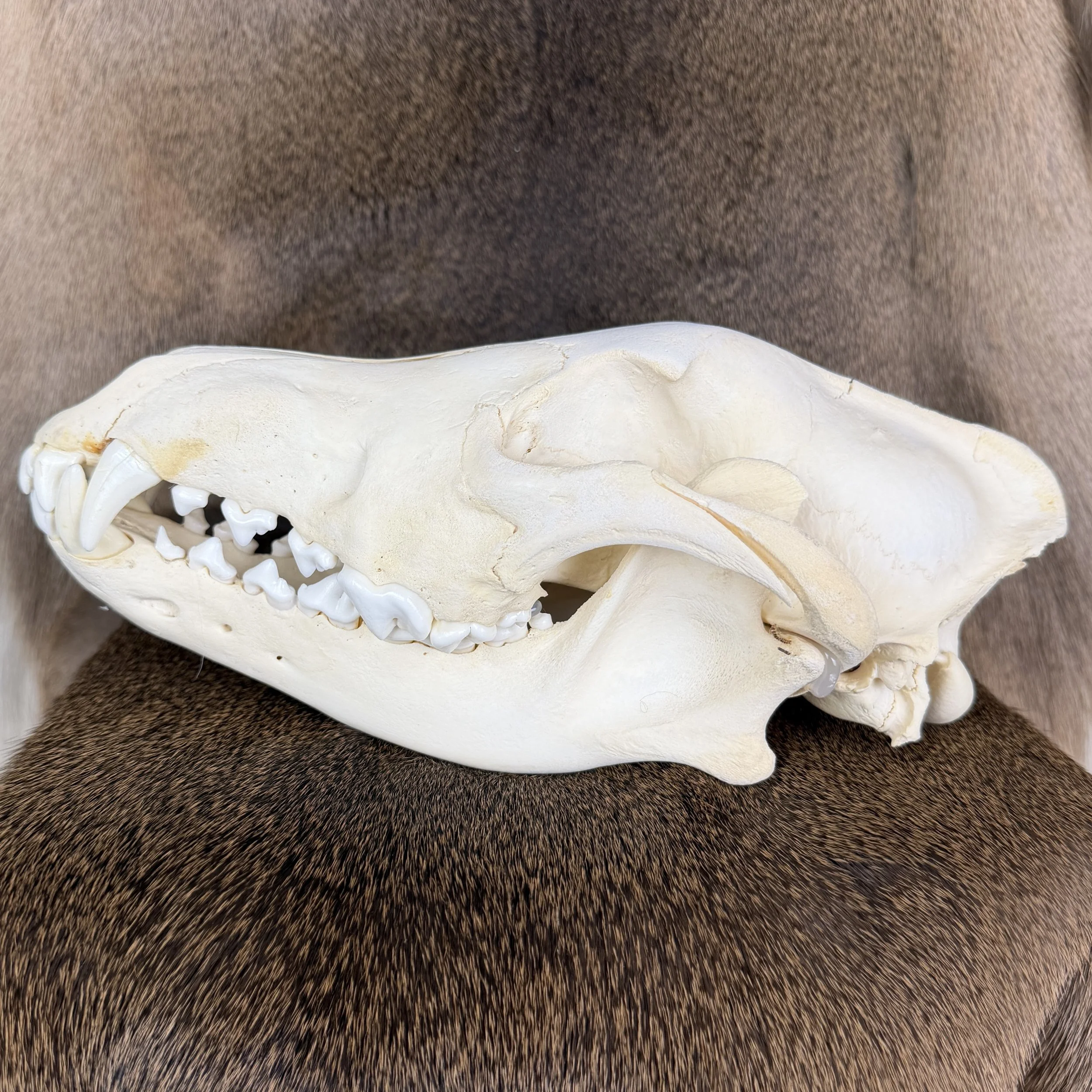 wolf skull