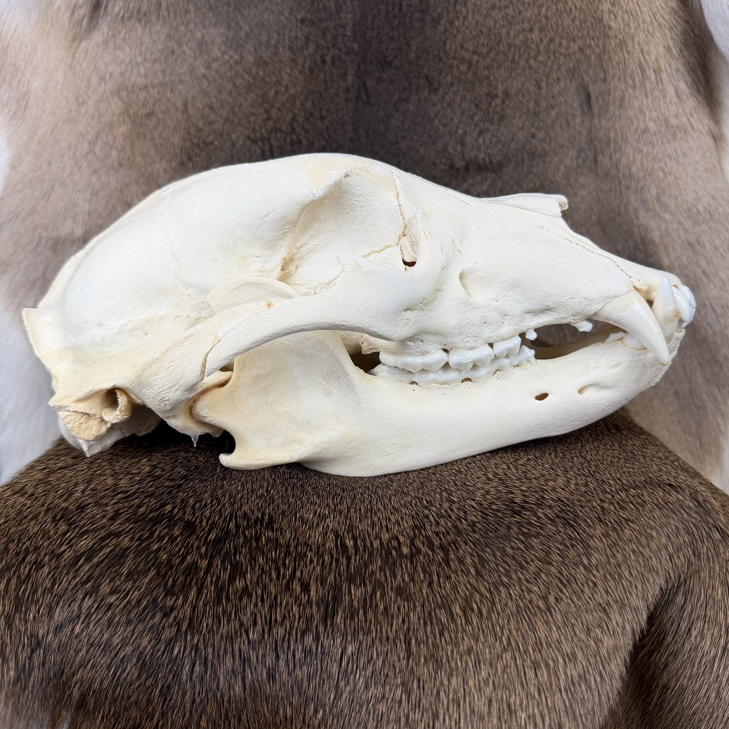 black bear skull