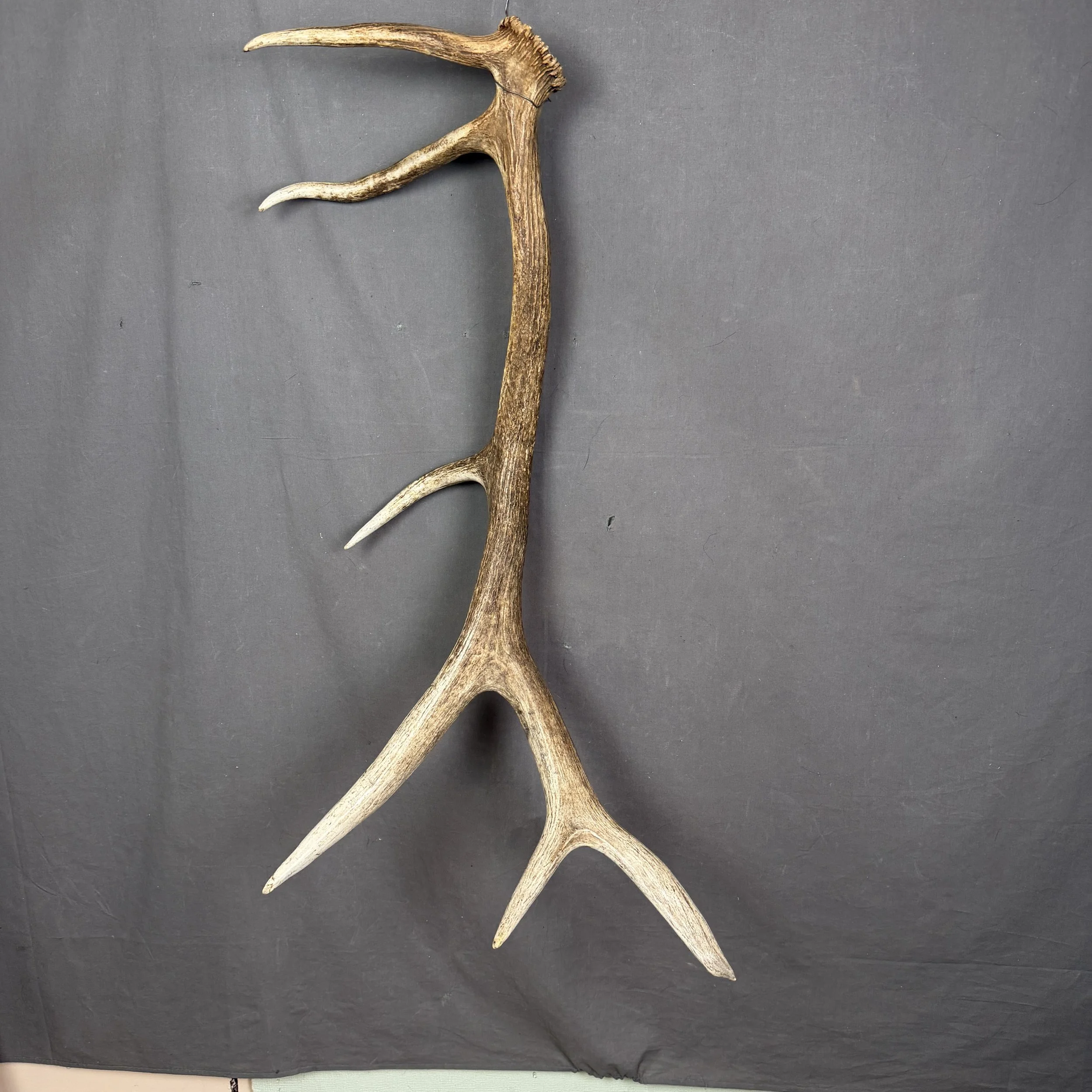 Elk Antler #20