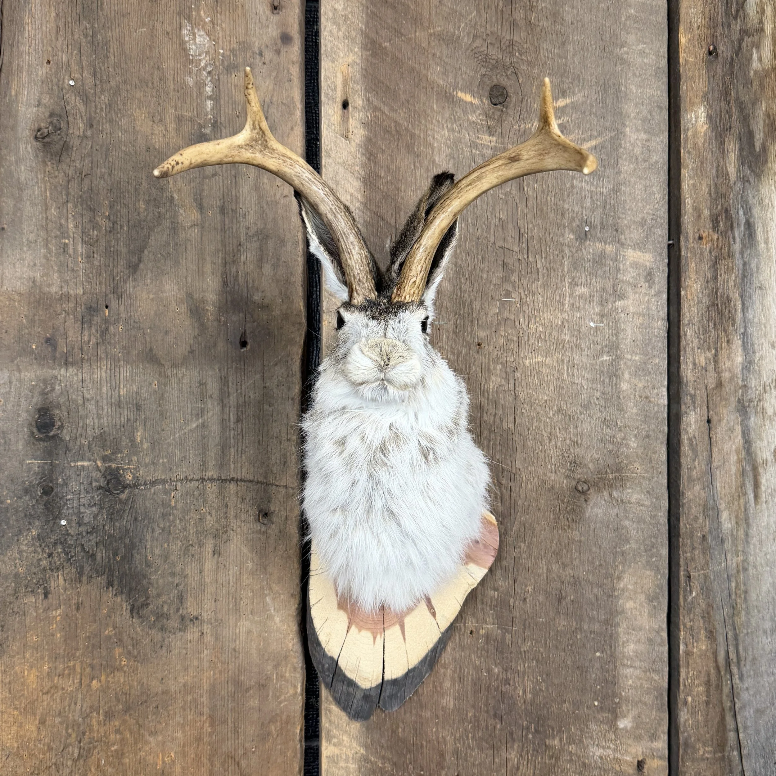 jackalope mount