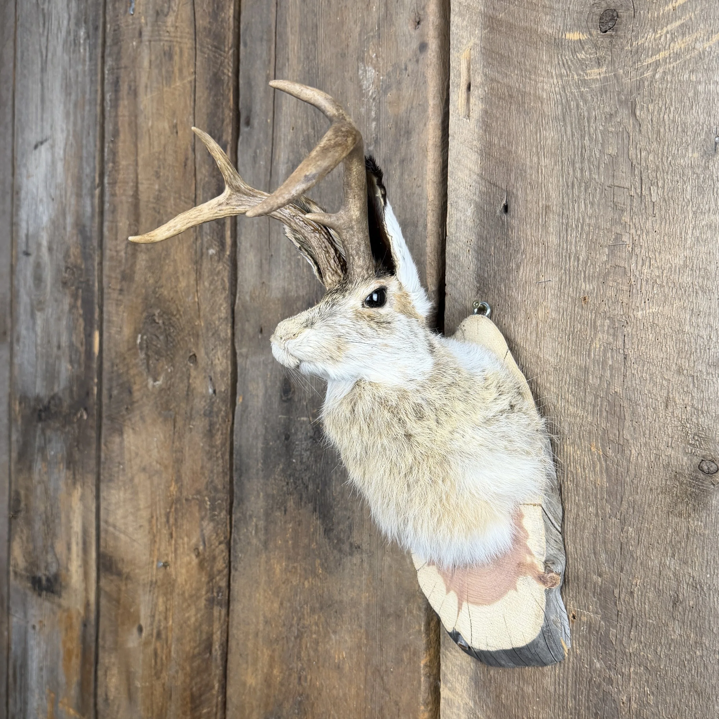 jackalope mount