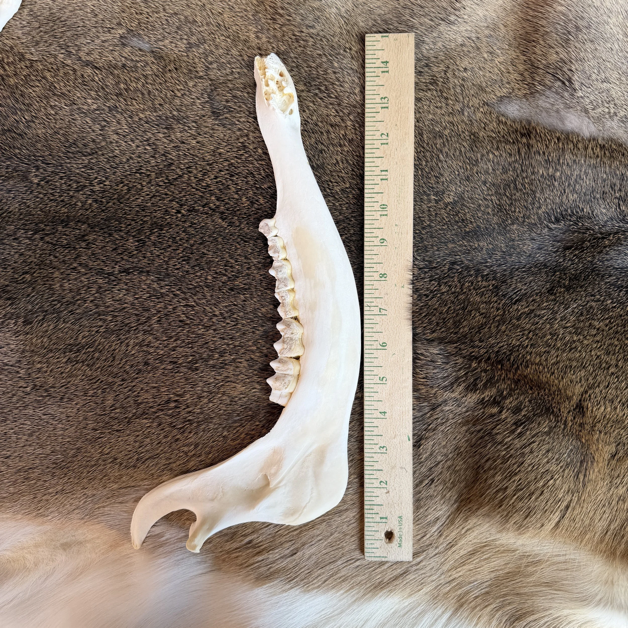 Elk Jaw