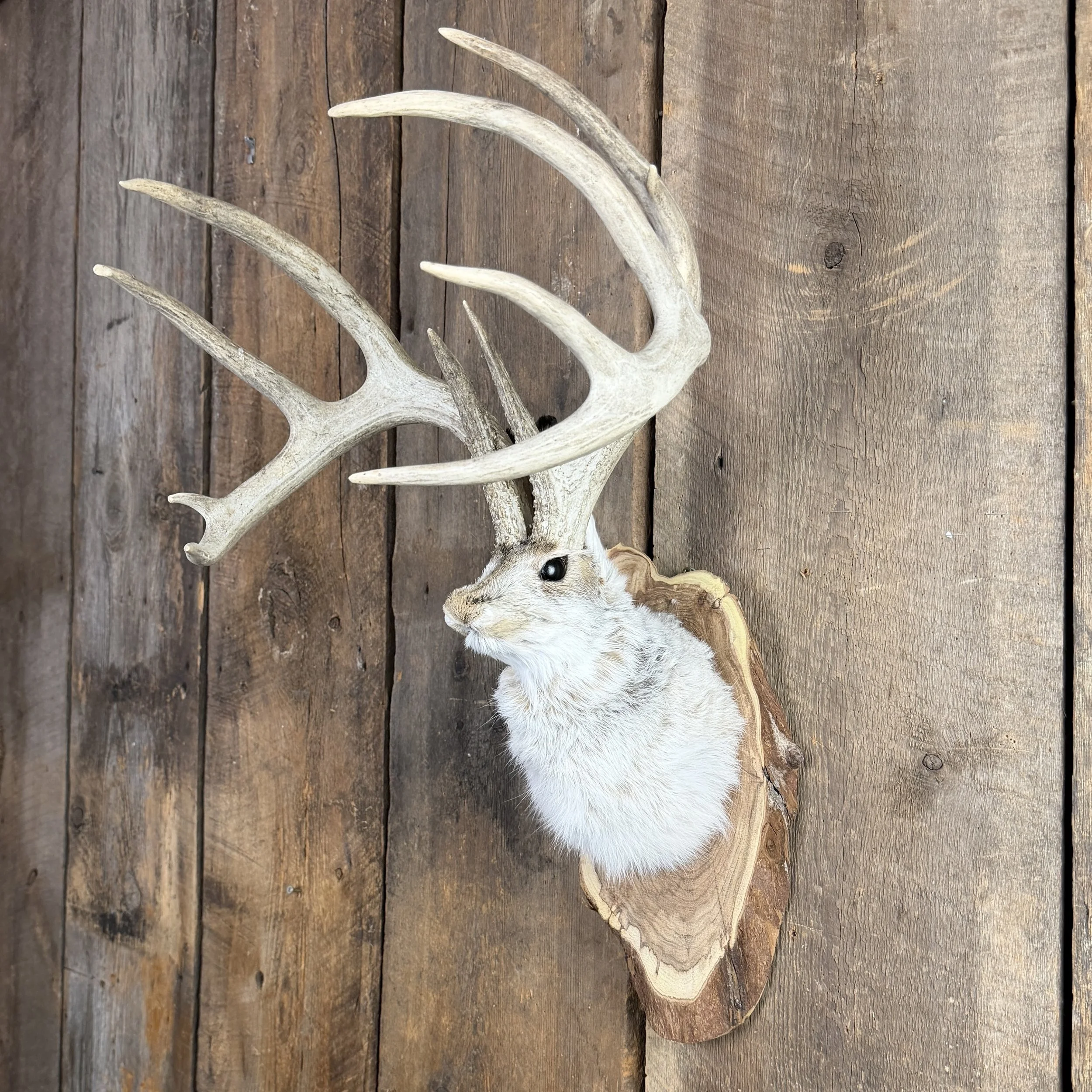 jackalope mount