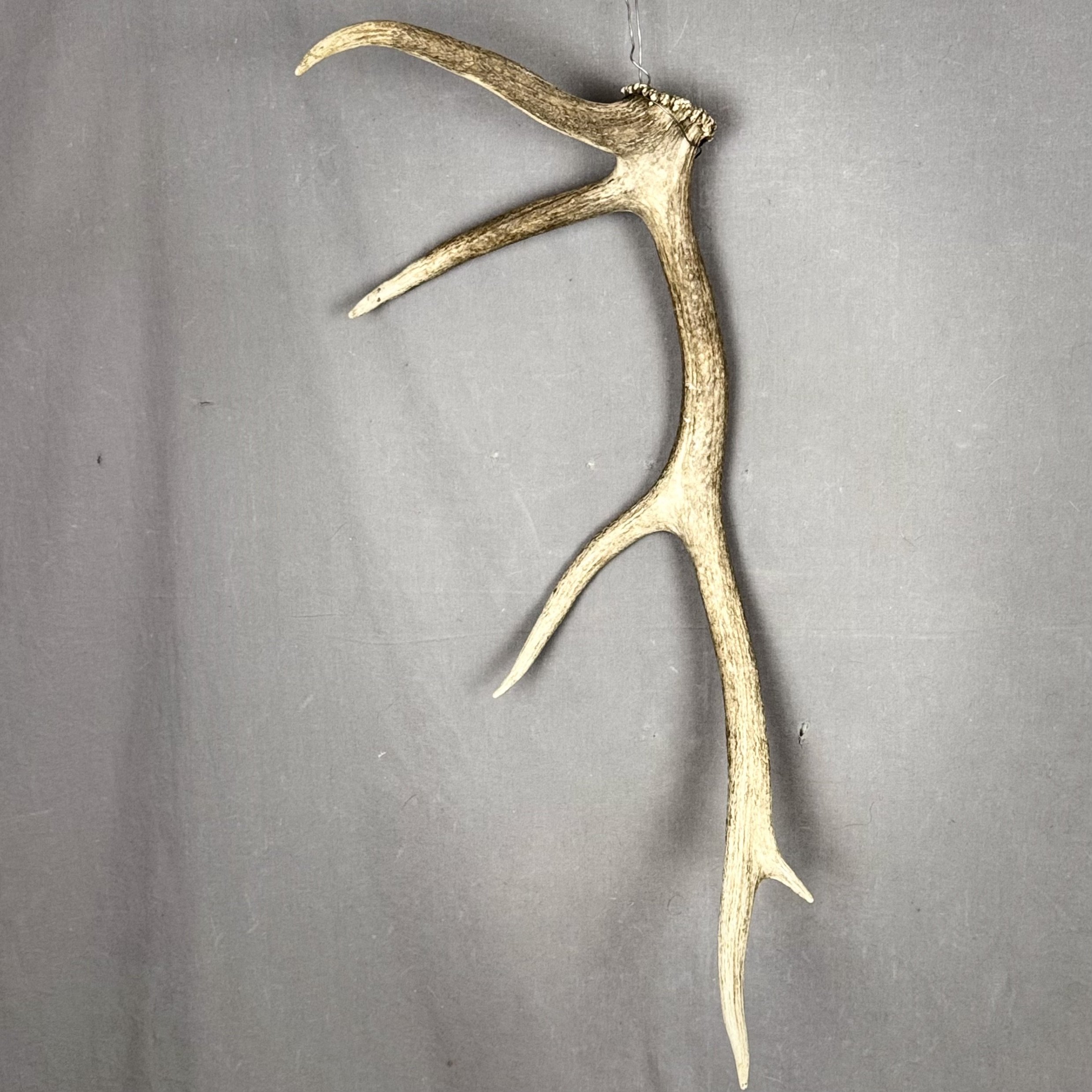 Elk Antler #8