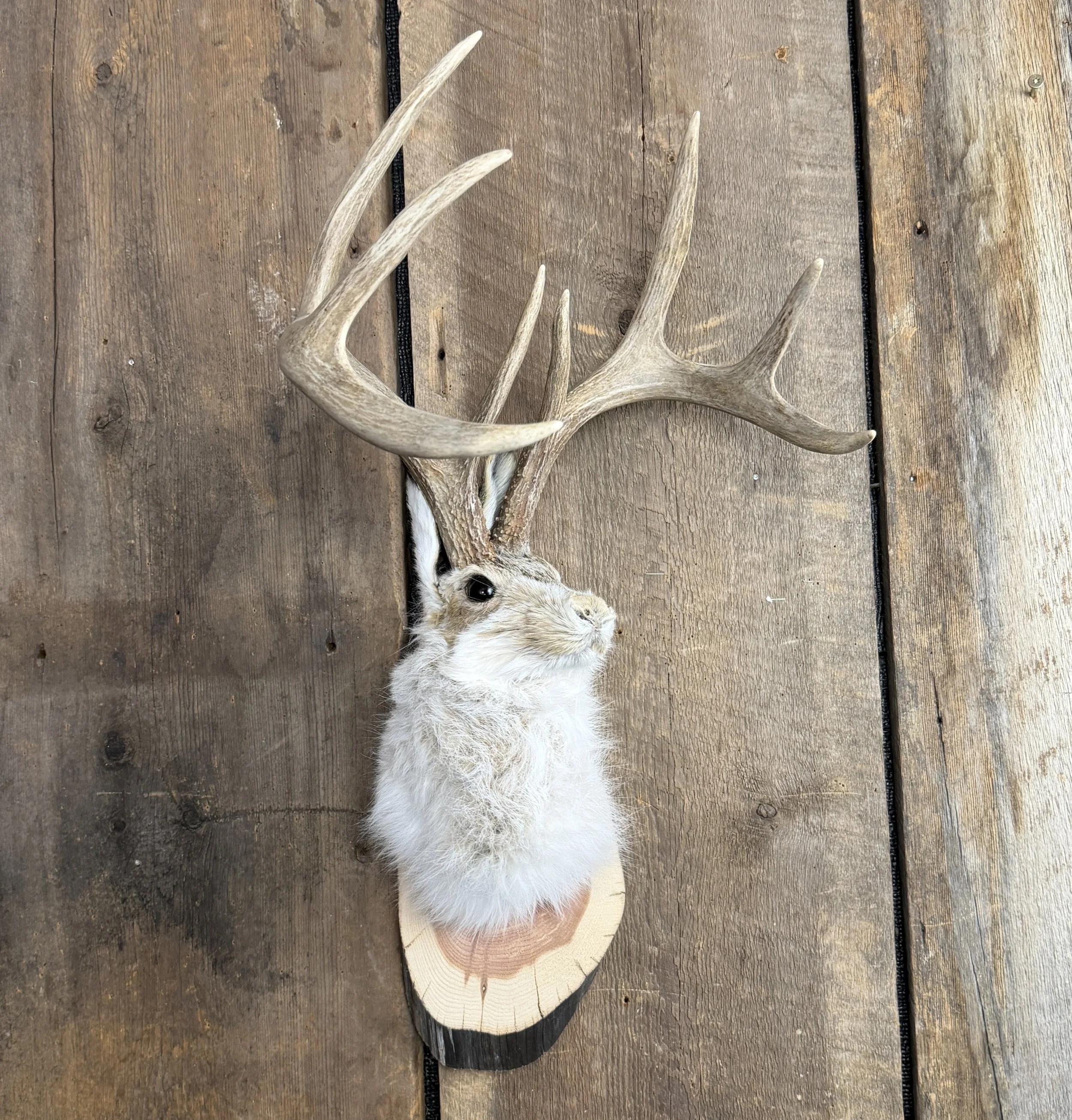 jackalope mount