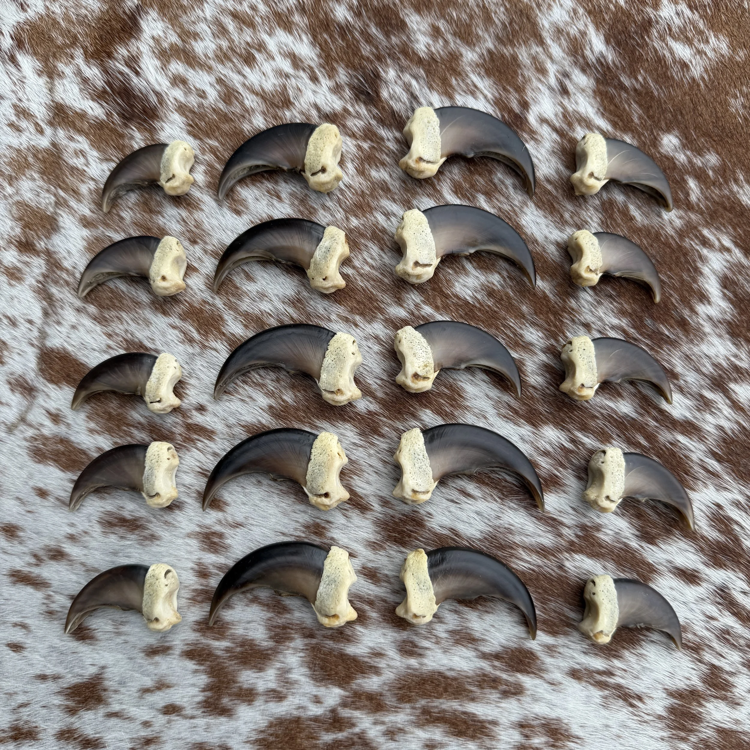 Black Bear Claw Set