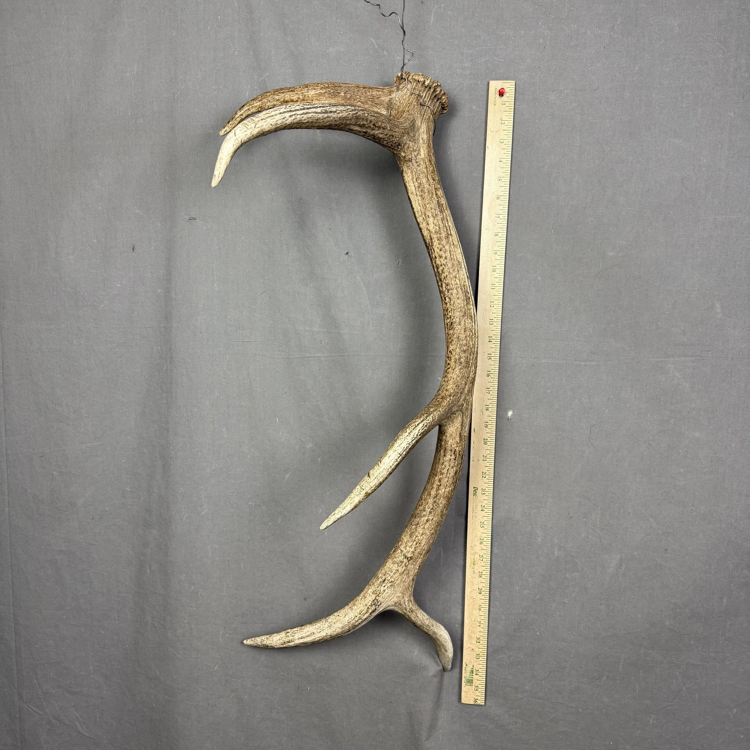 Elk Antler
