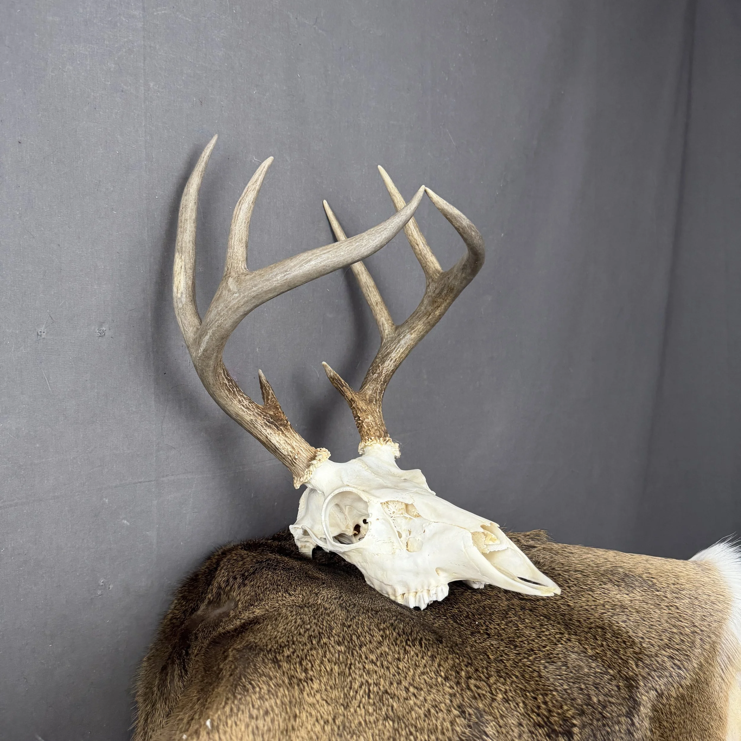 White Tail Deer Skull