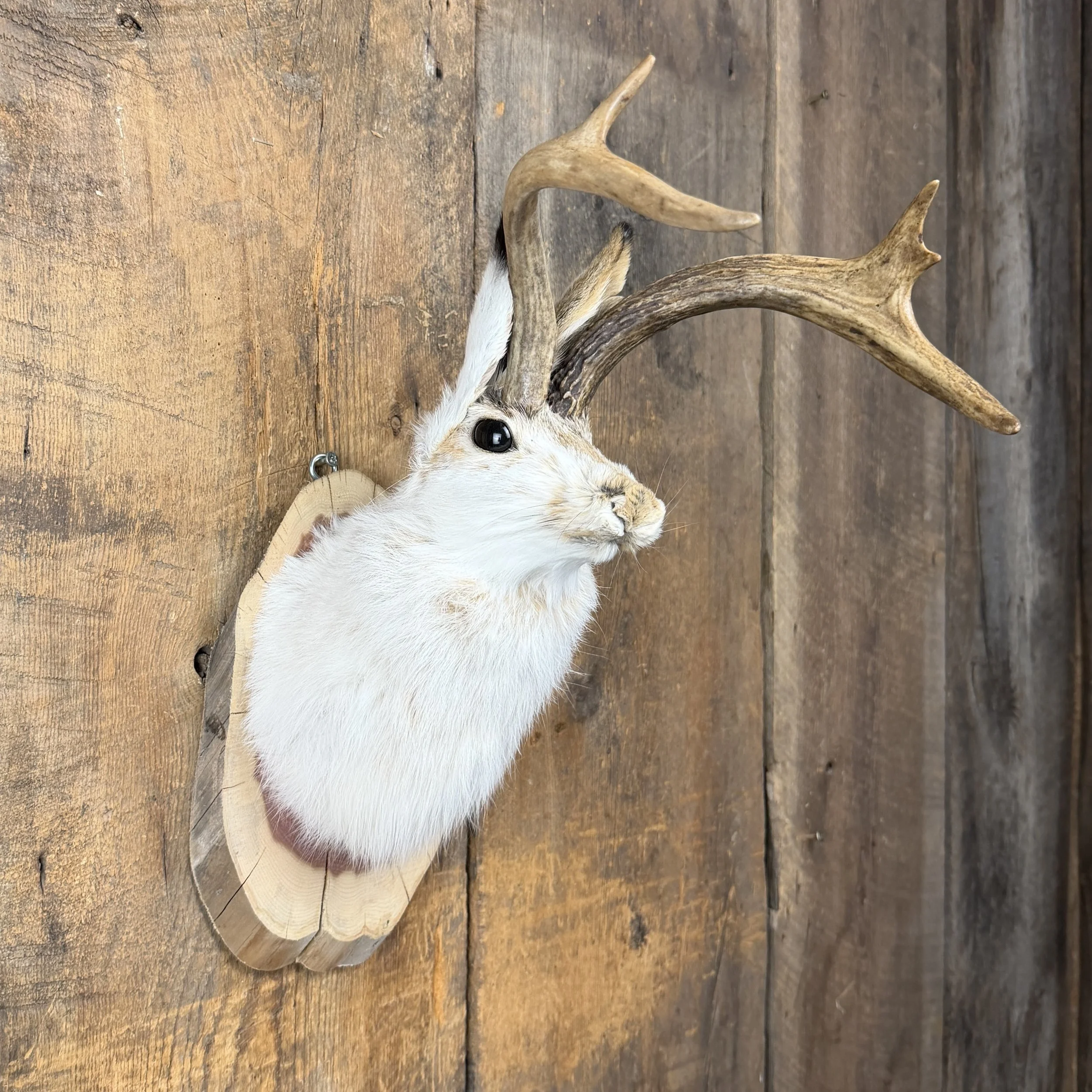 jackalope mount
