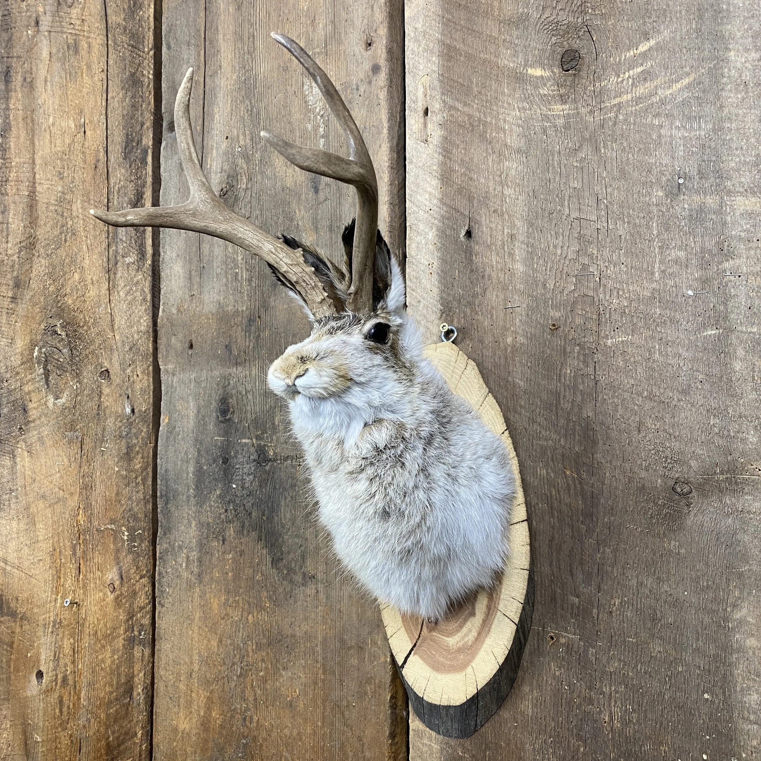 jackalope mount