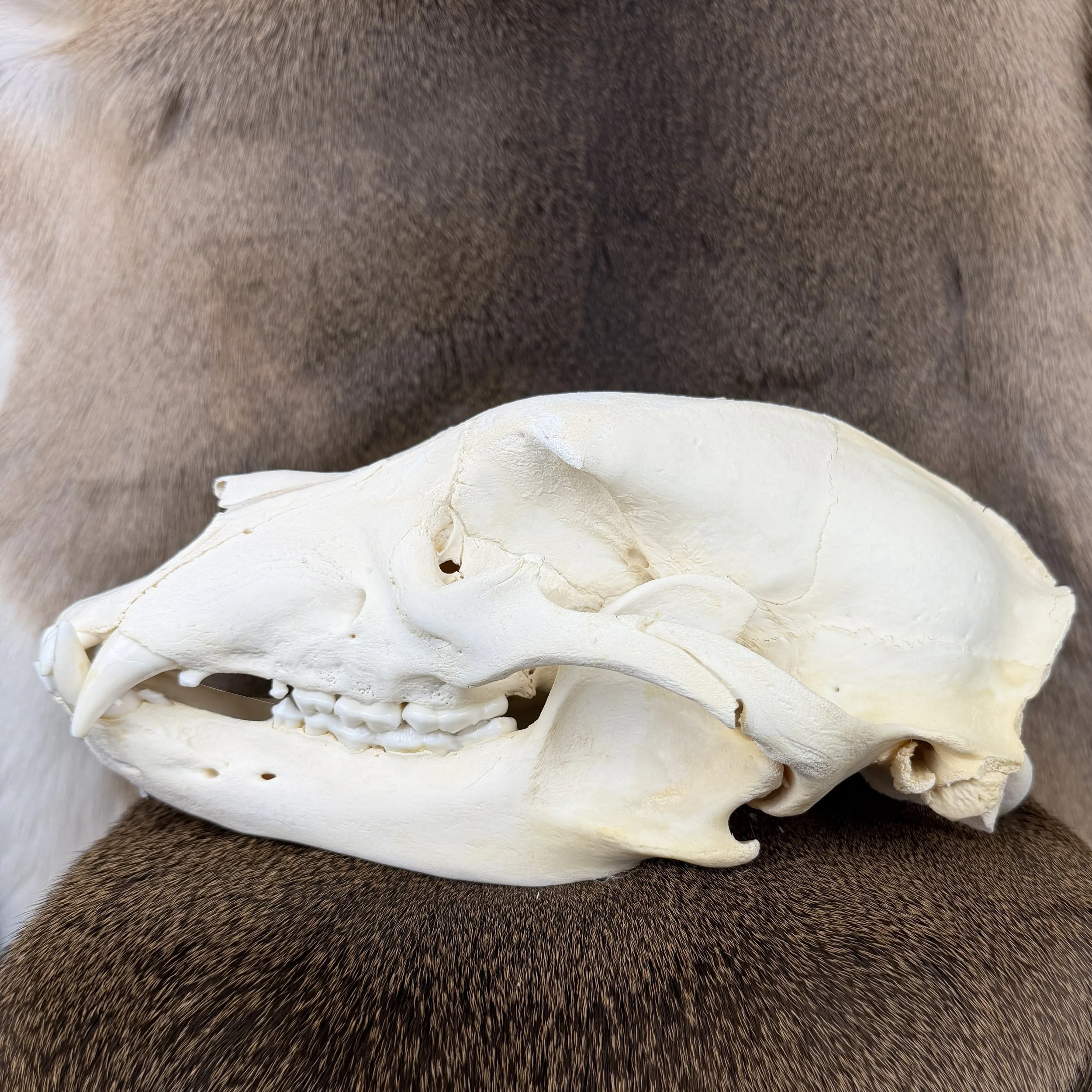 black bear skull
