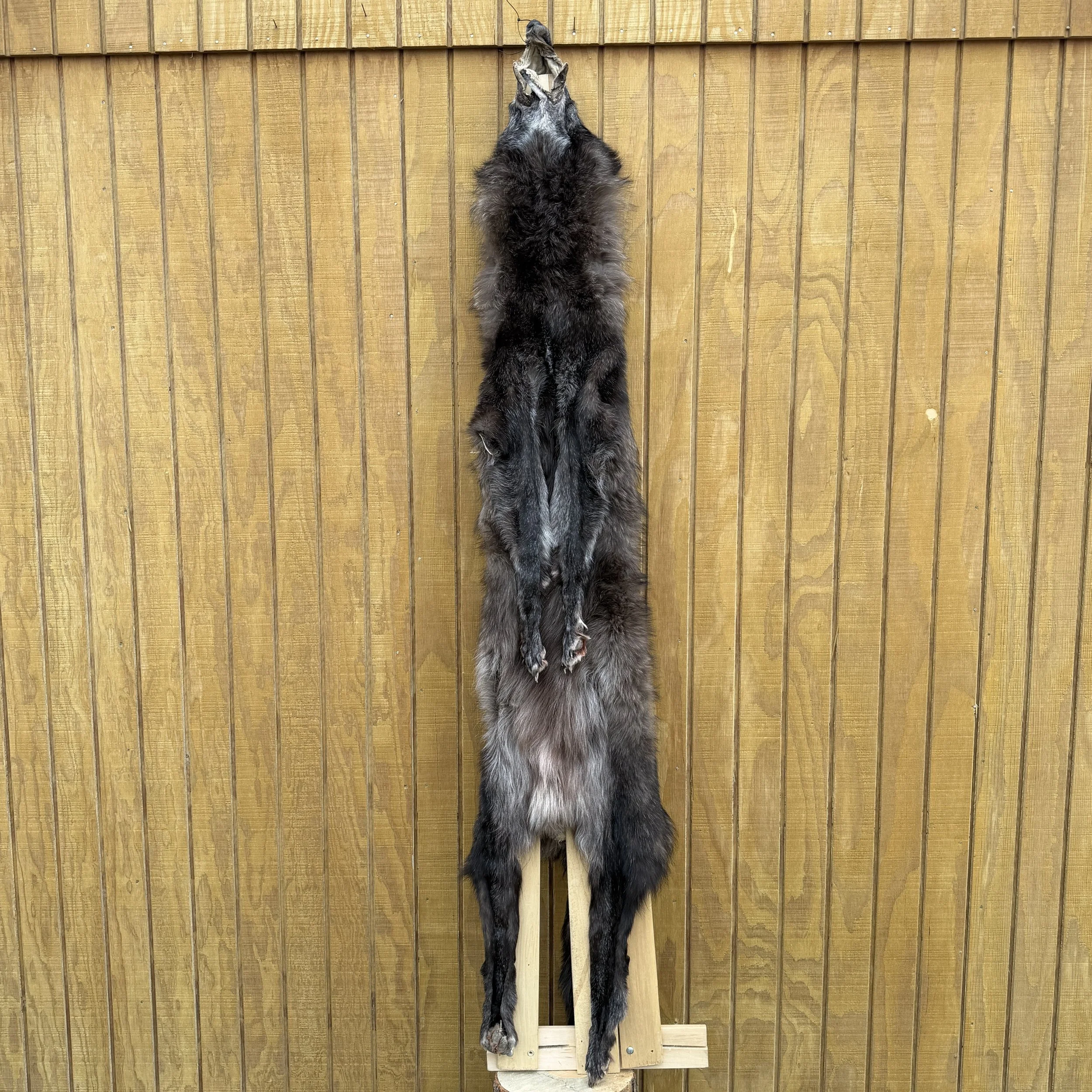 wolf pelt