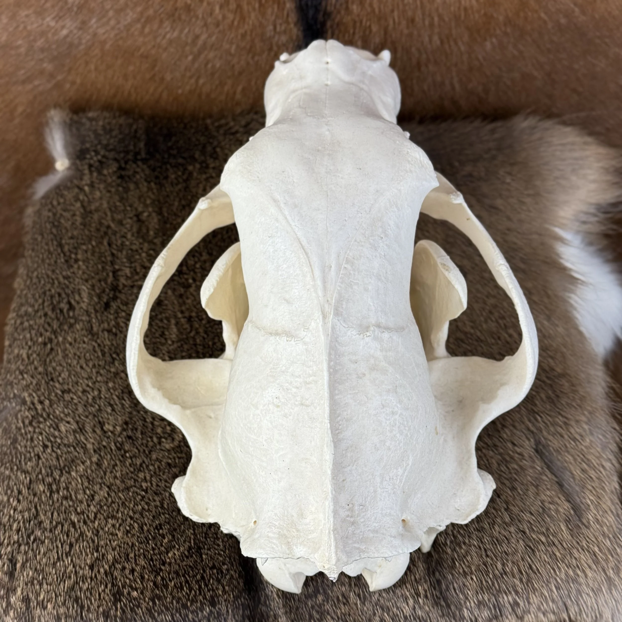 Black Bear Skull