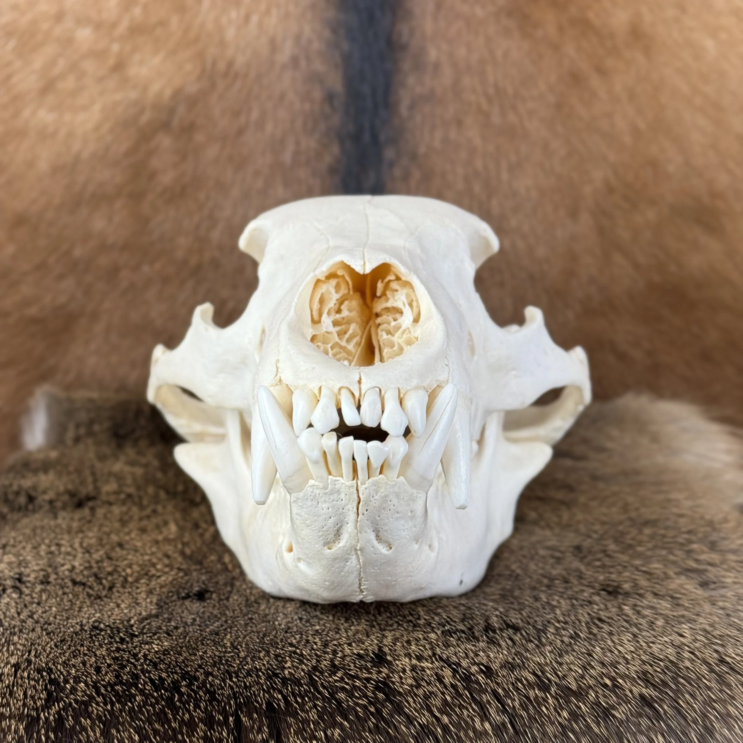 Black Bear Skull