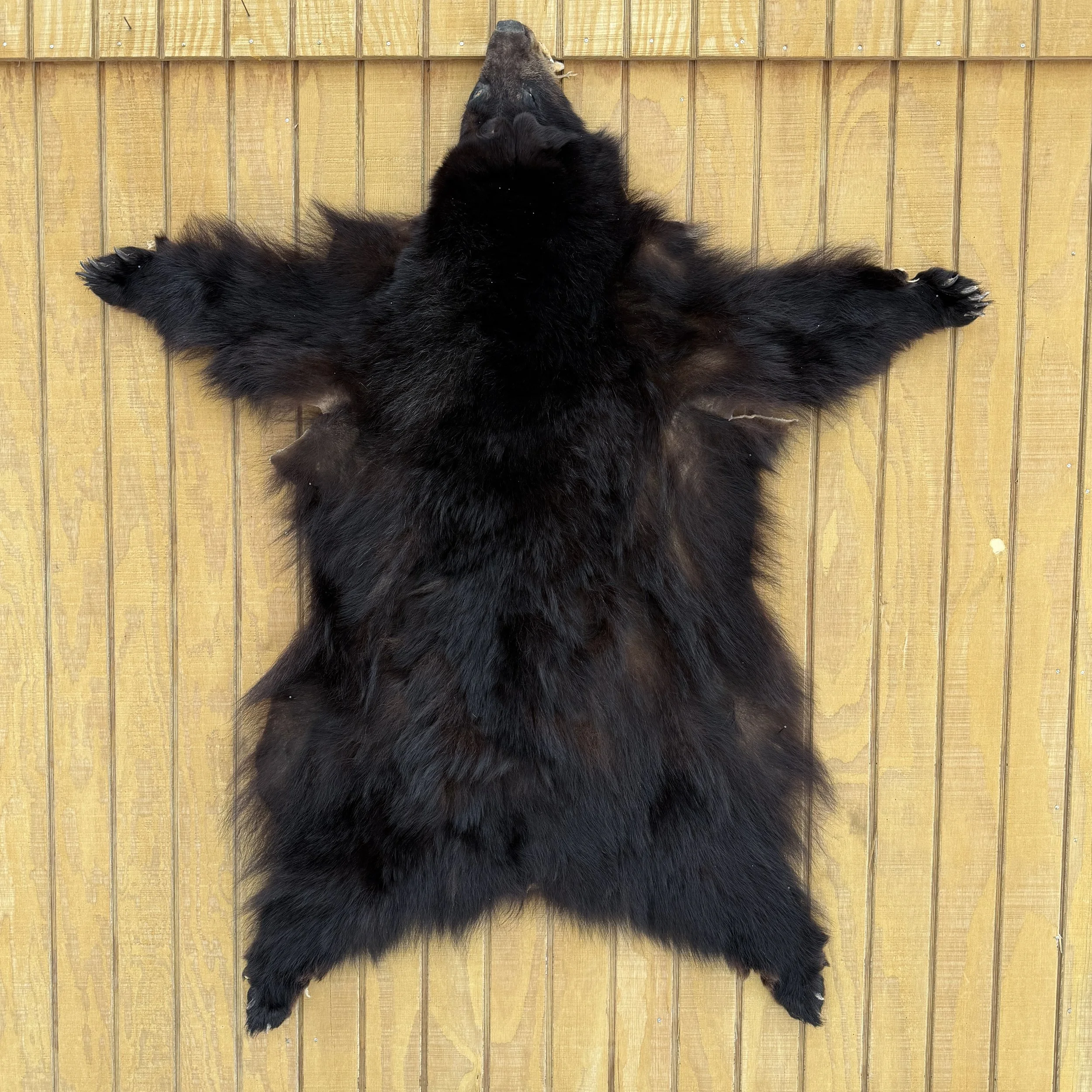 Black Bear Hide