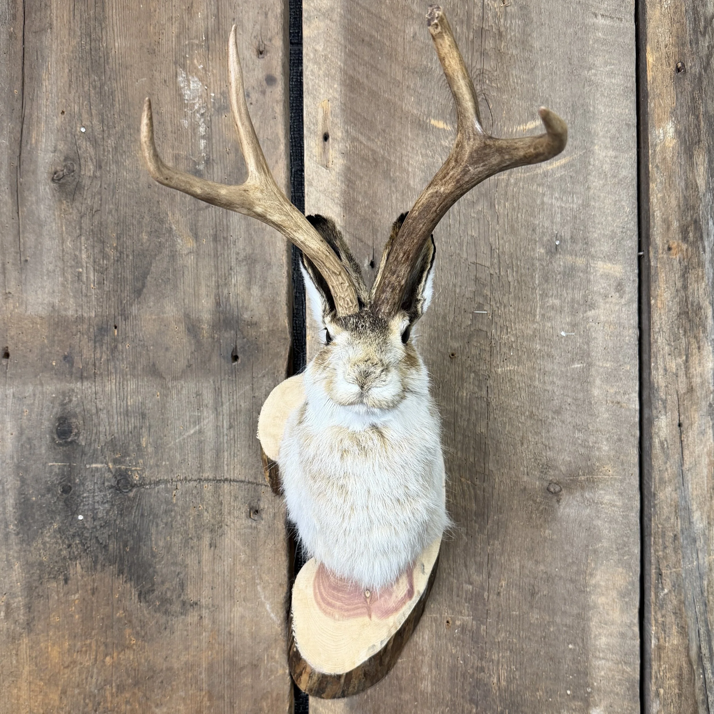 jackalope mount