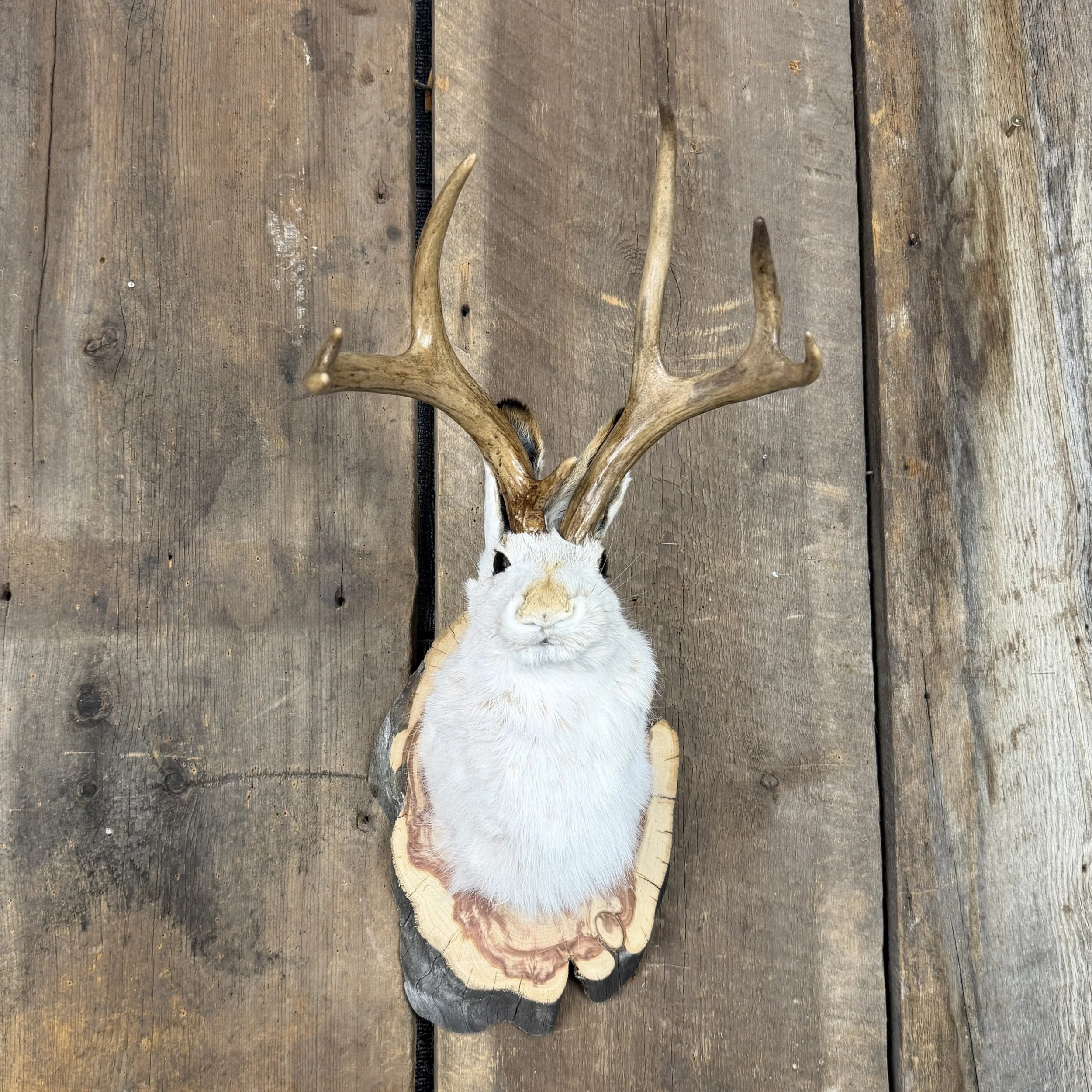 jackalope mount